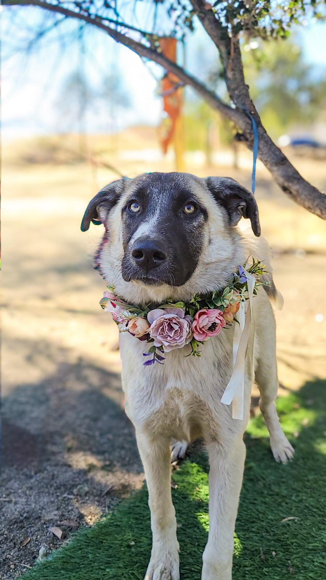 Enlarge Davy, a Adoptable mixed breed in Temecula, CA image 1/1