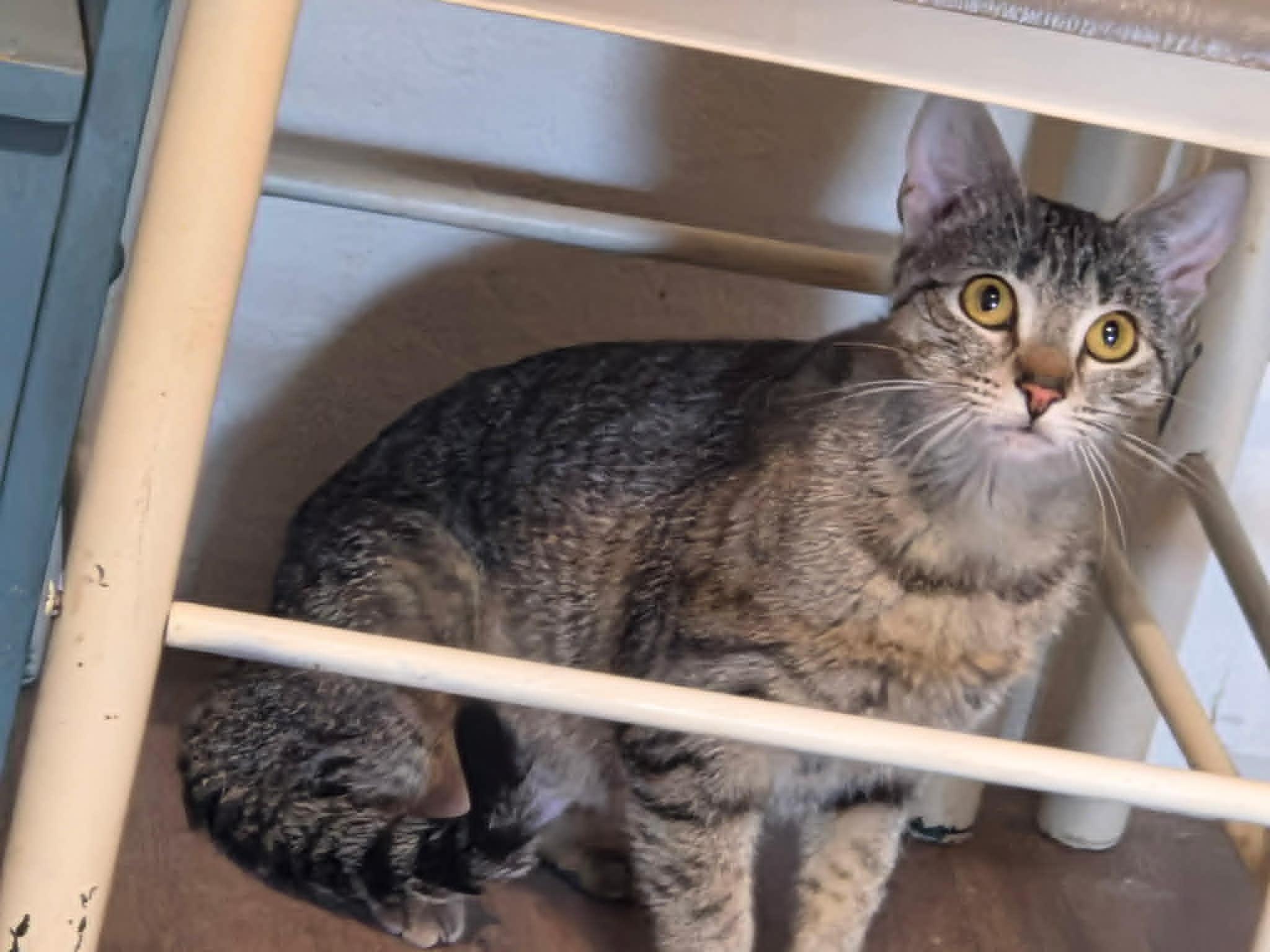 Enlarge Apple Jax, a ADOPTABLE Domestic Short Hair in Tehachapi, CA image 6/6