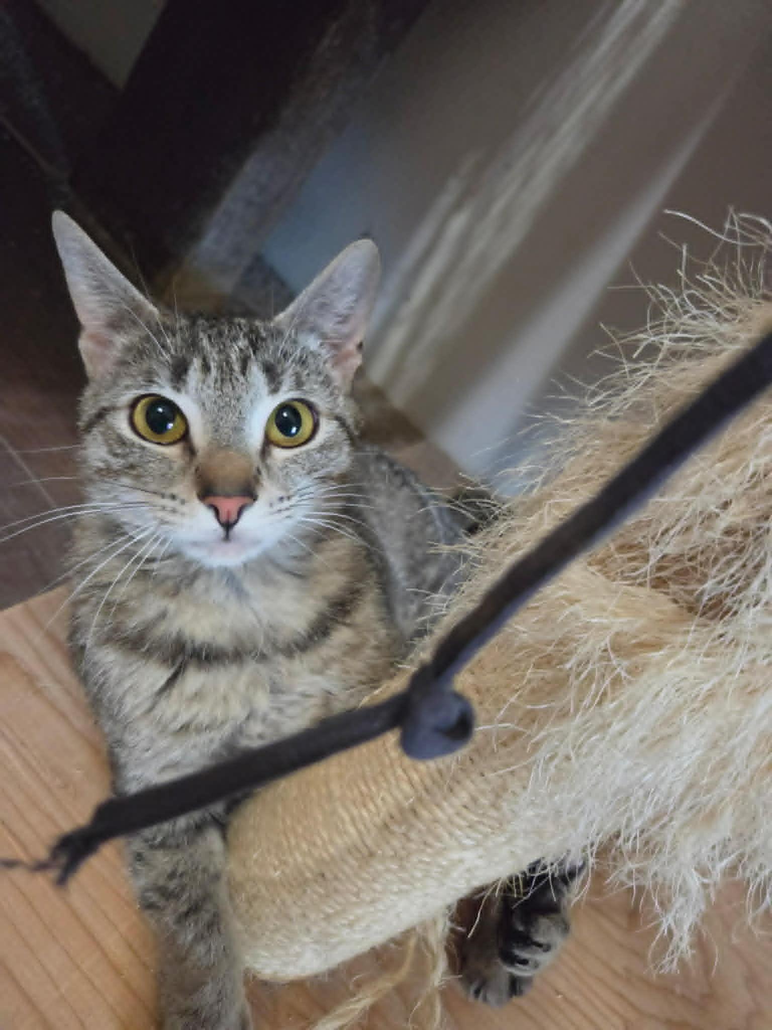 Enlarge Apple Jax, a ADOPTABLE Domestic Short Hair in Tehachapi, CA image 5/6