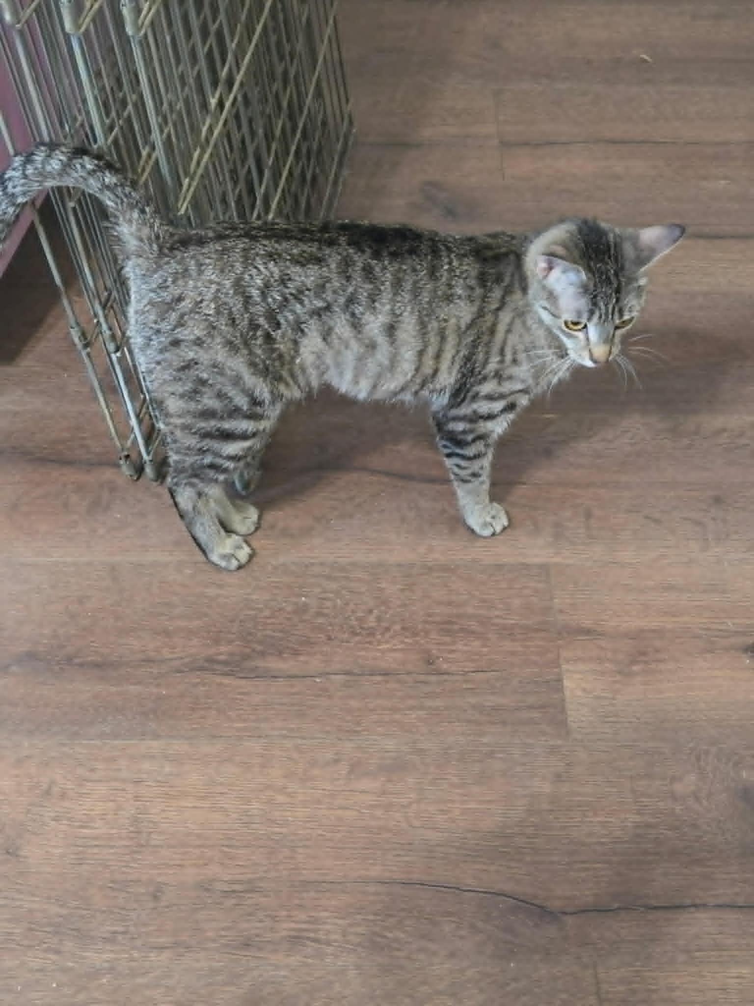 Enlarge Apple Jax, a ADOPTABLE Domestic Short Hair in Tehachapi, CA image 4/6