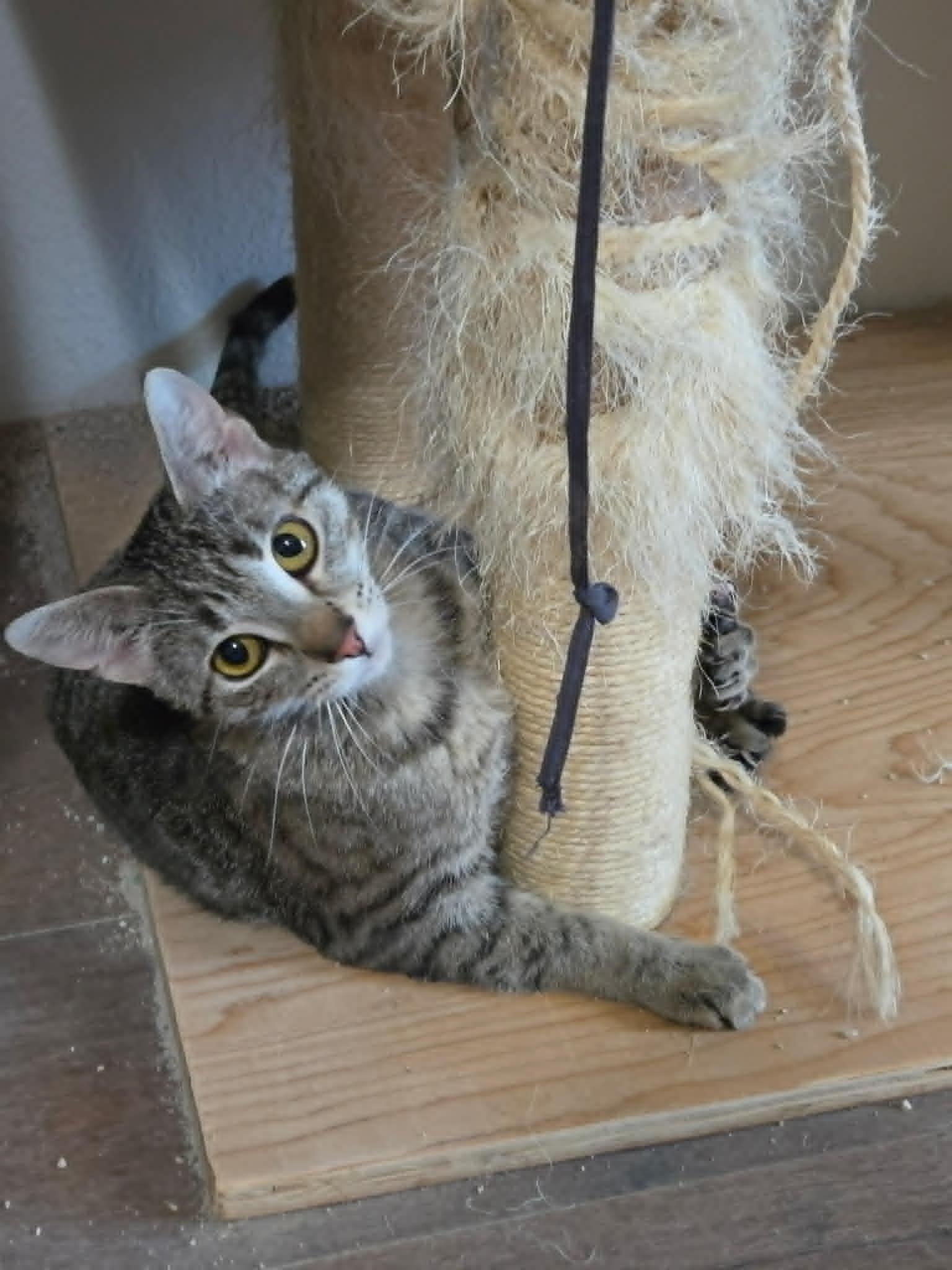 Enlarge Apple Jax, a ADOPTABLE Domestic Short Hair in Tehachapi, CA image 2/6