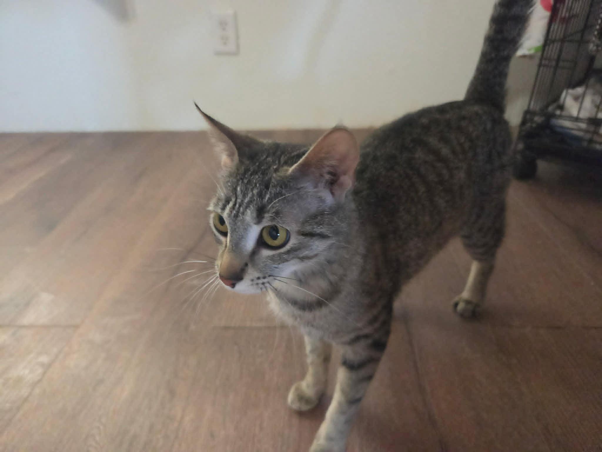 Enlarge Apple Jax, a ADOPTABLE Domestic Short Hair in Tehachapi, CA image 3/6