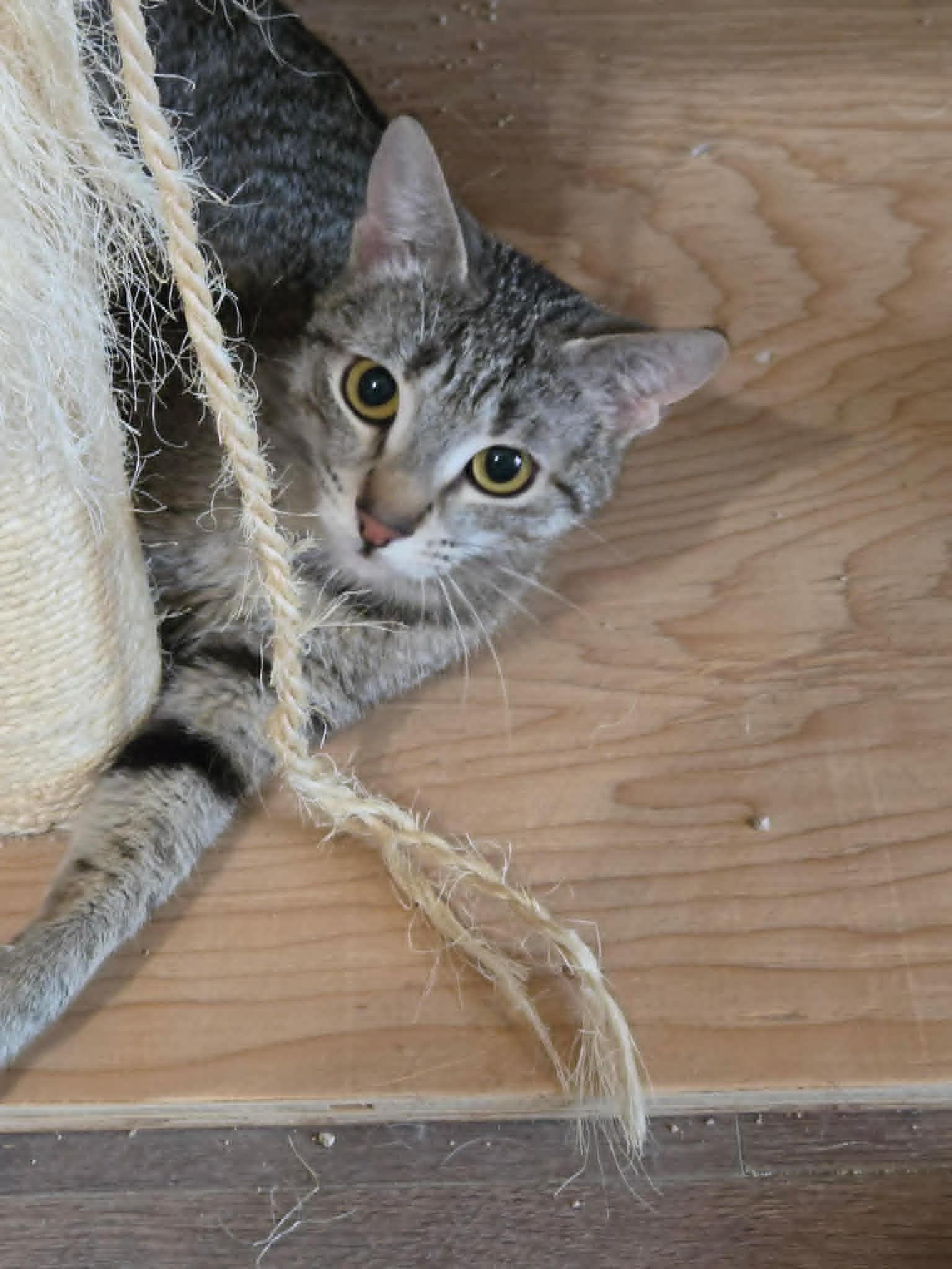 Enlarge Apple Jax, a ADOPTABLE Domestic Short Hair in Tehachapi, CA image 1/6
