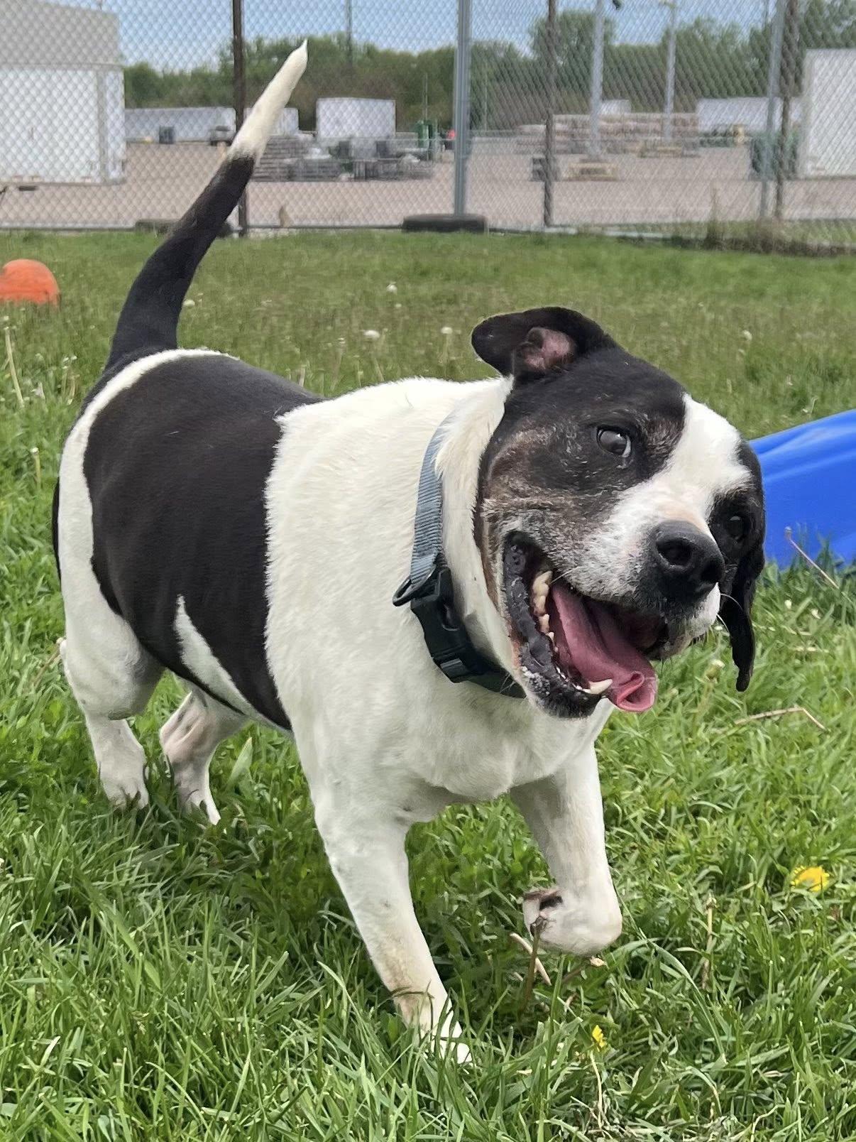 Hay, ADOPTABLE, Adult Male Mixed Breed.