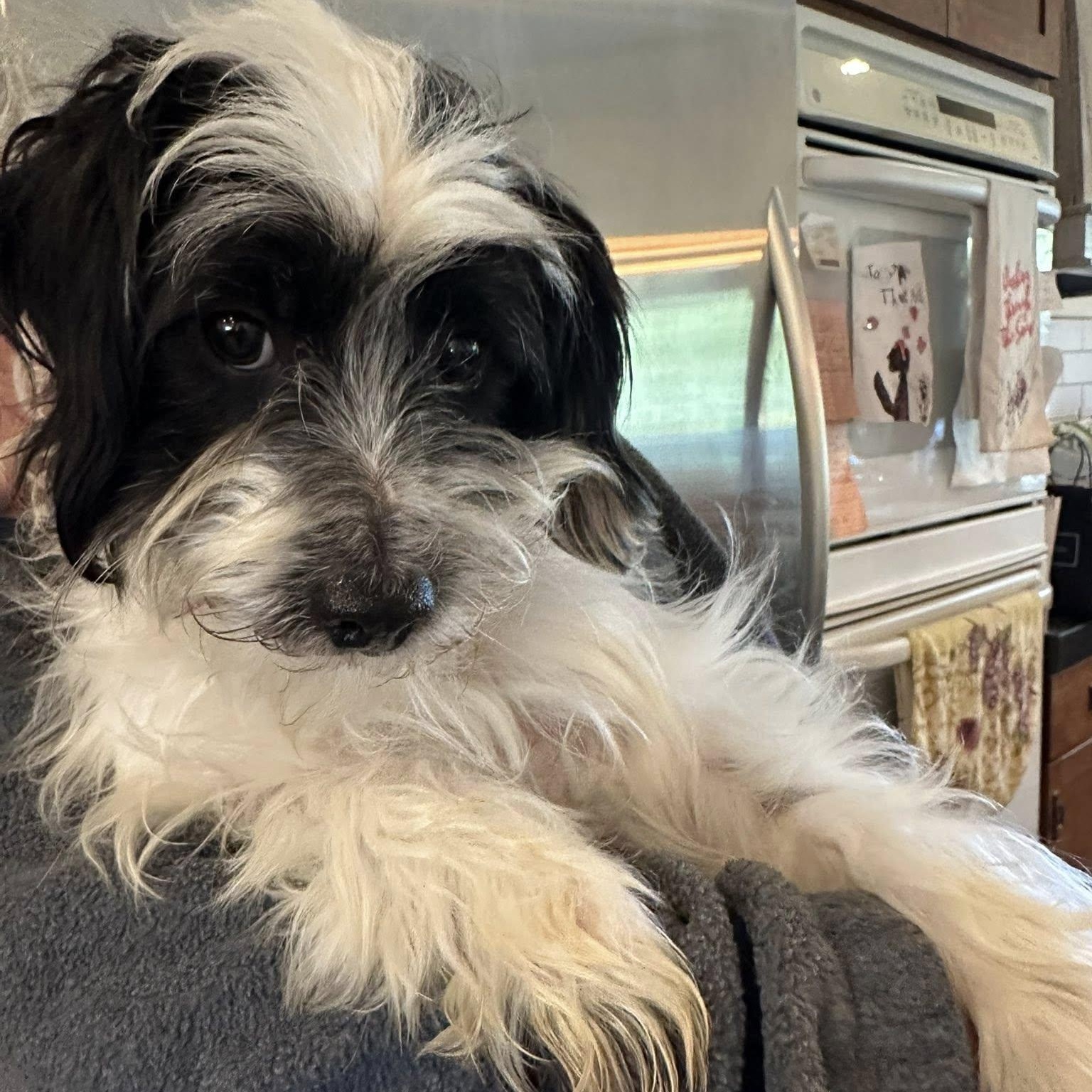 Enlarge Ace, a Adoptable mixed breed in Agua Dulce, CA image 1/1