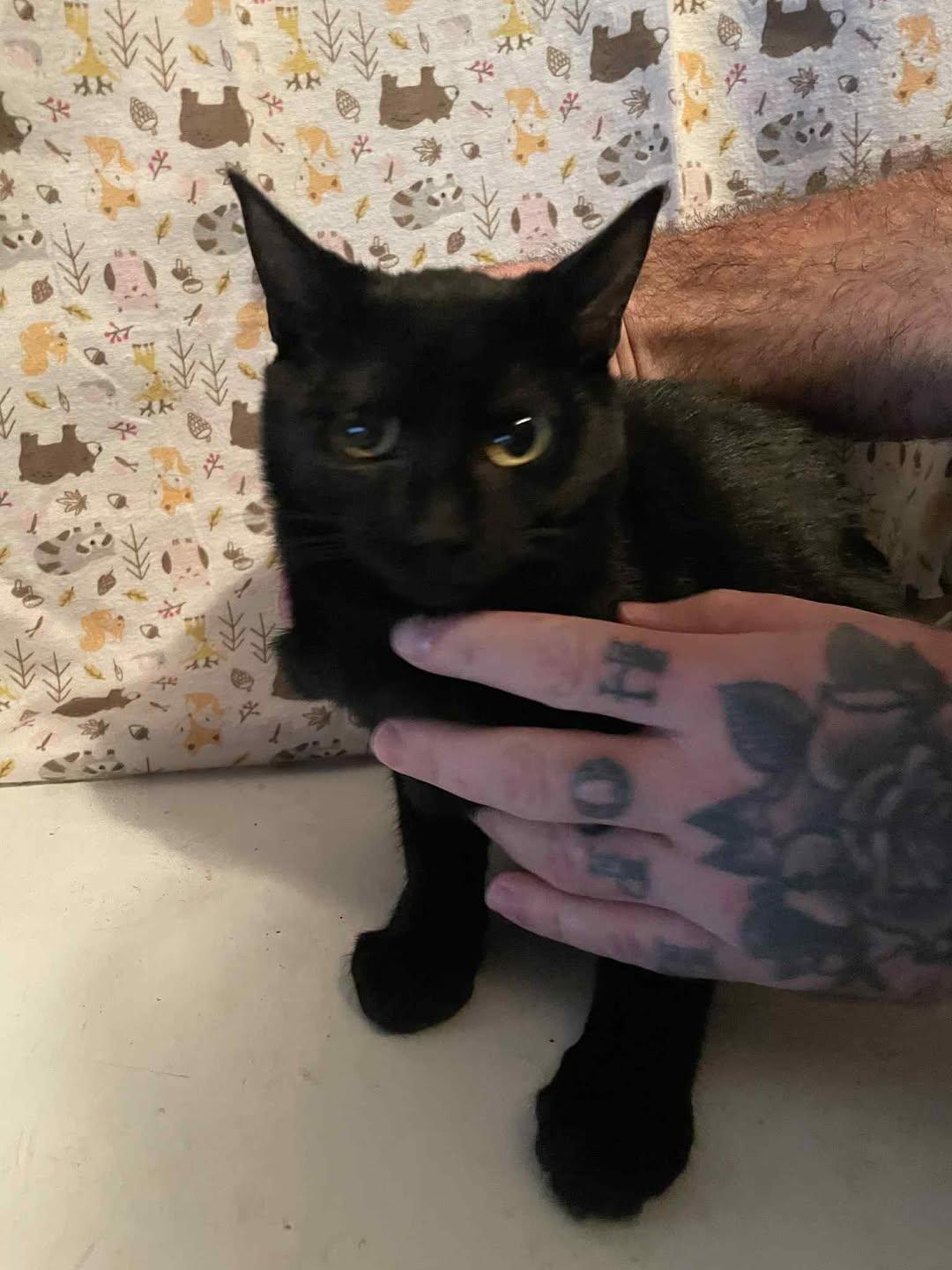 Vodoo, Adoptable, Young Male Domestic Short Hair.