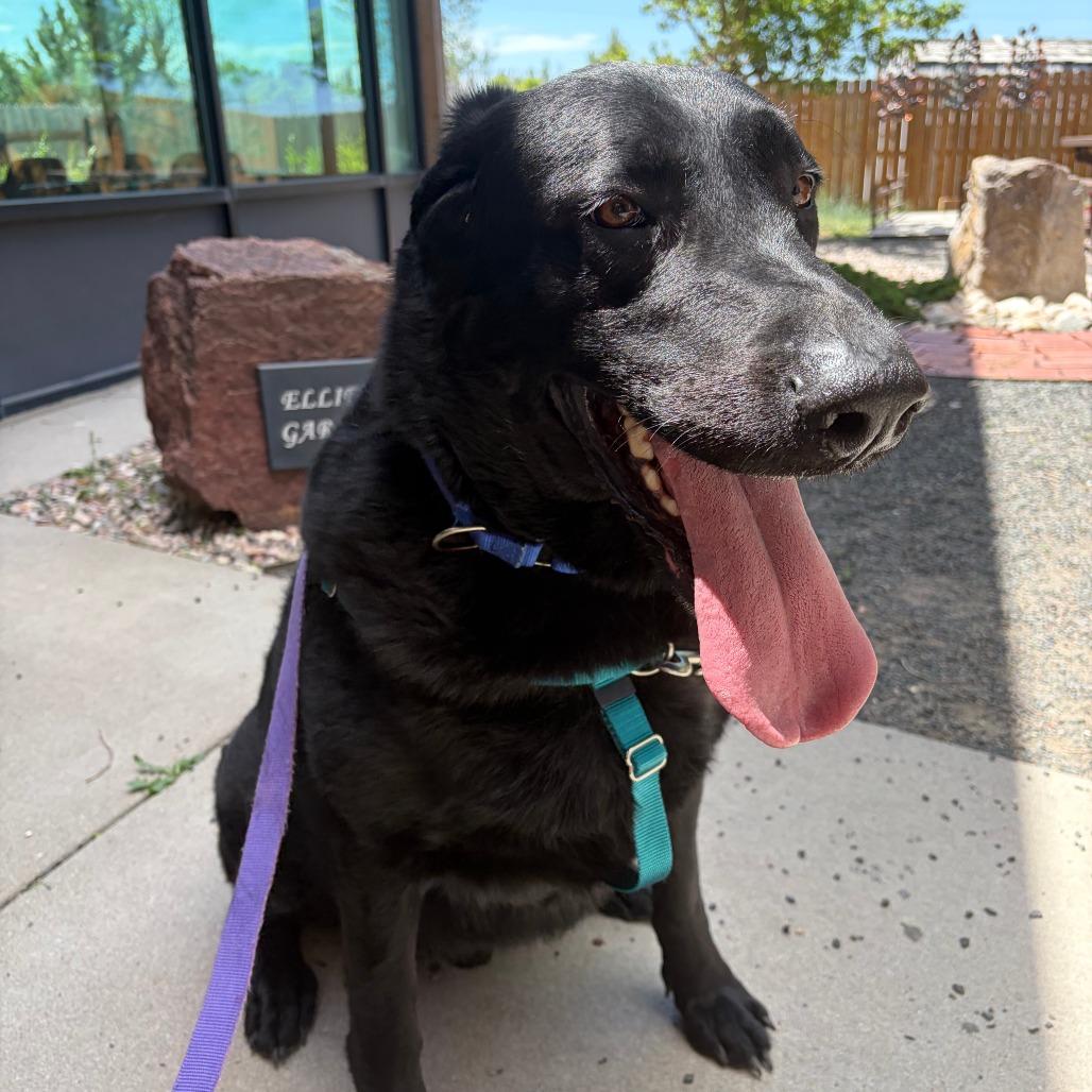 Enlarge Larry The Cucumber, a Adoptable Mixed Breed in Cheyenne, WY image 1/5