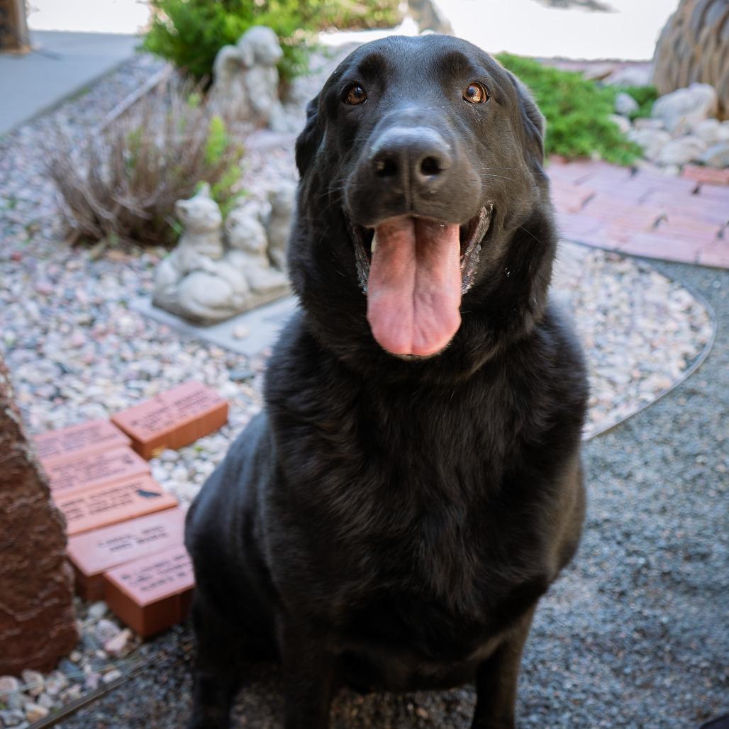 Enlarge Larry The Cucumber, a Adoptable Mixed Breed in Cheyenne, WY image 2/5