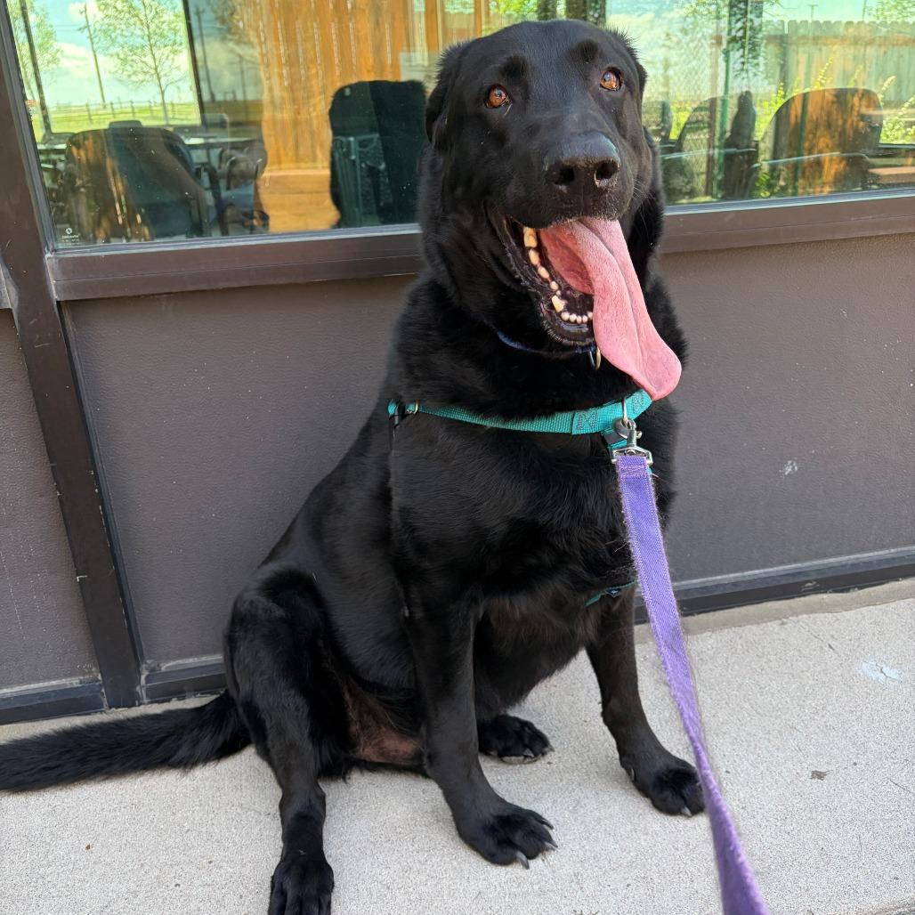 Enlarge Larry The Cucumber, a Adoptable Mixed Breed in Cheyenne, WY image 3/5