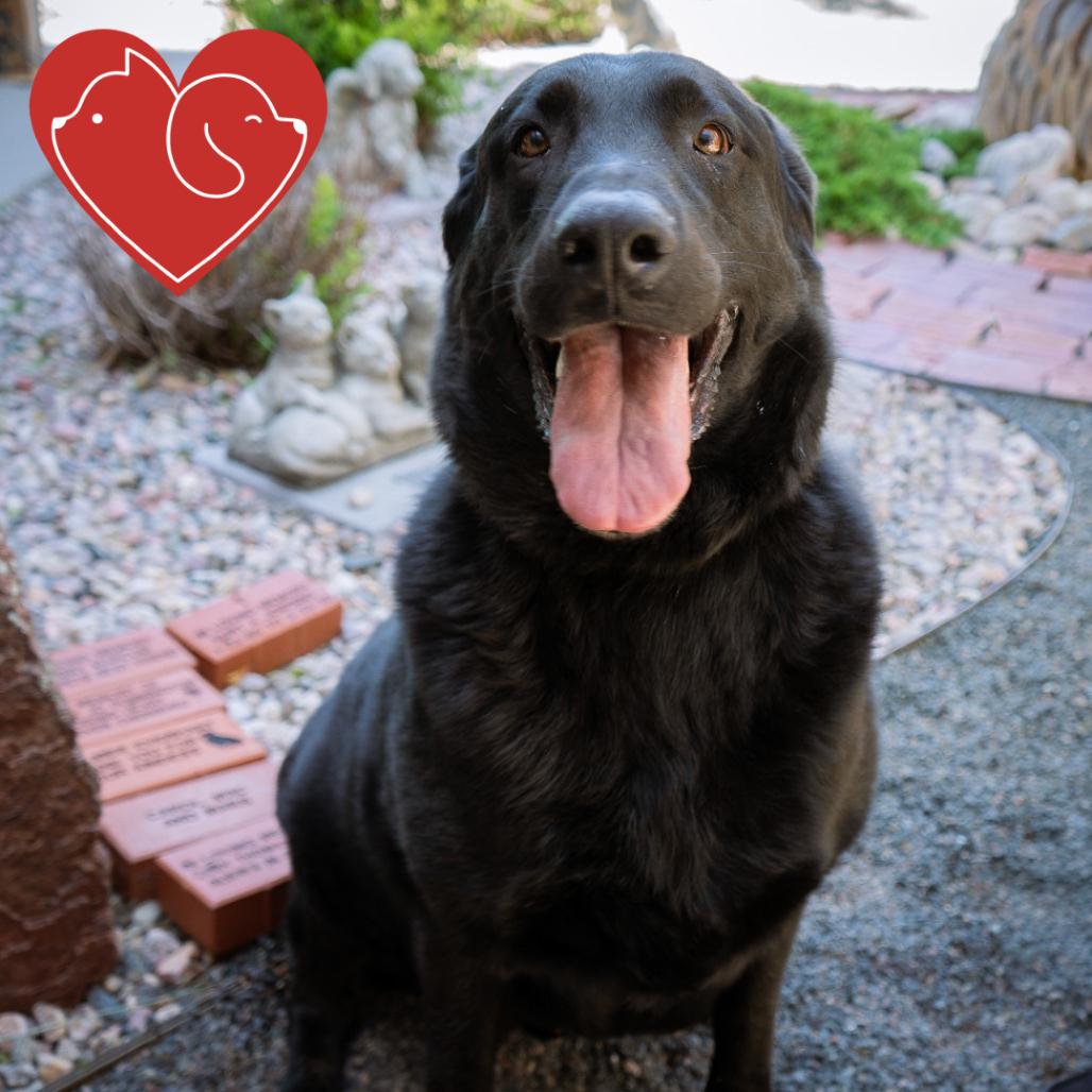 Enlarge Larry The Cucumber, a Adoptable Mixed Breed in Cheyenne, WY image 4/5