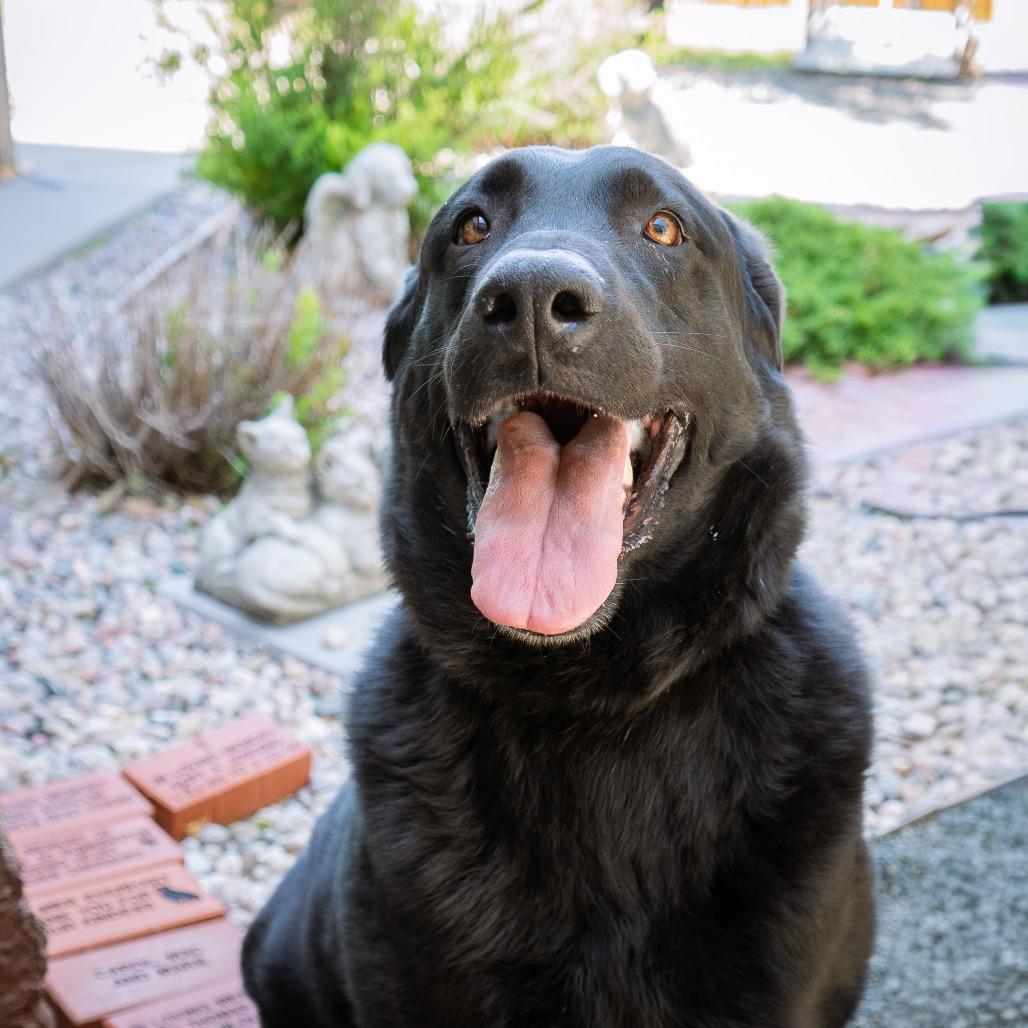 Enlarge Larry The Cucumber, a Adoptable Mixed Breed in Cheyenne, WY image 5/5