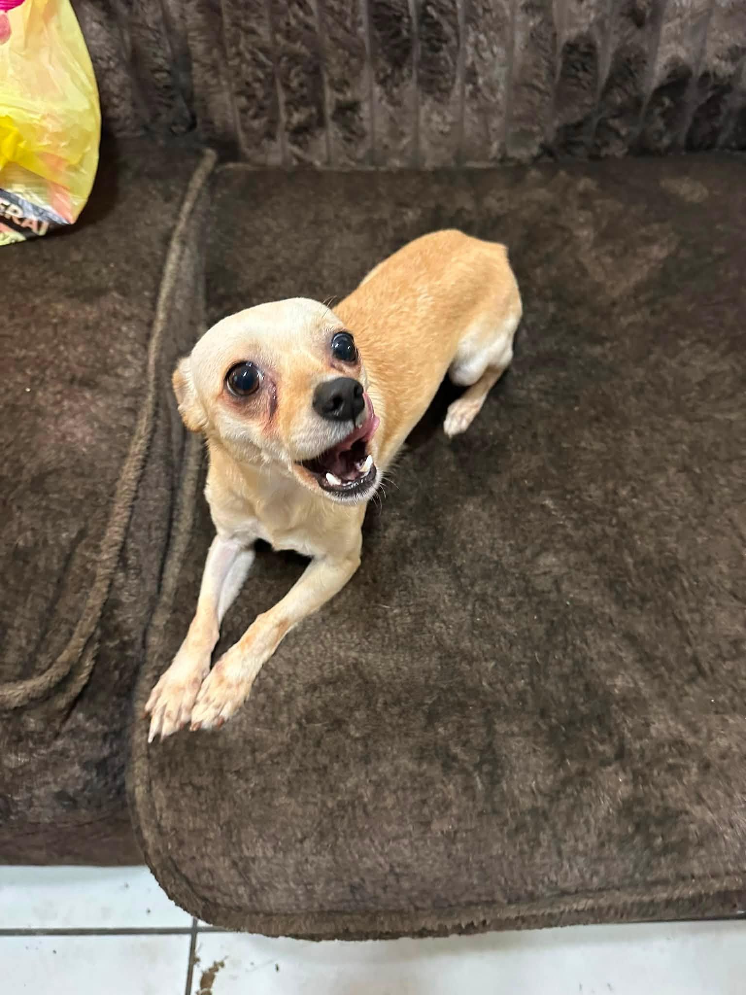 Enlarge Timmy, a Adopted Chihuahua in Winter haven, FL image 2/2