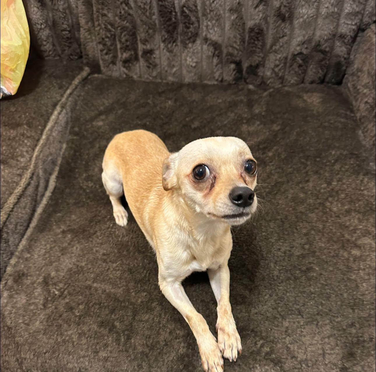 Timmy, Adopted, Young Male Chihuahua.