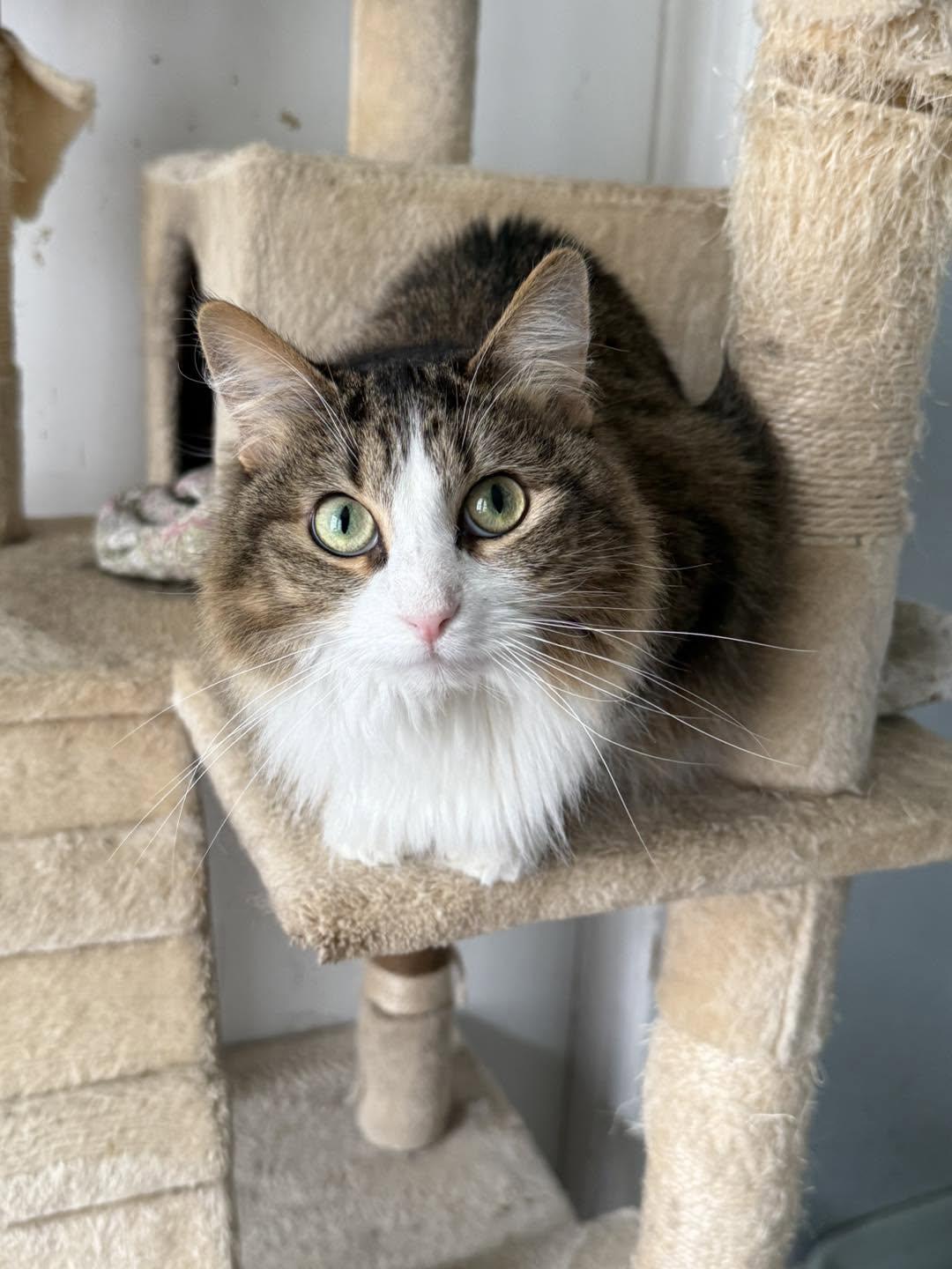 Miss Spunky, adopted, Adult Female Domestic Short Hair.
