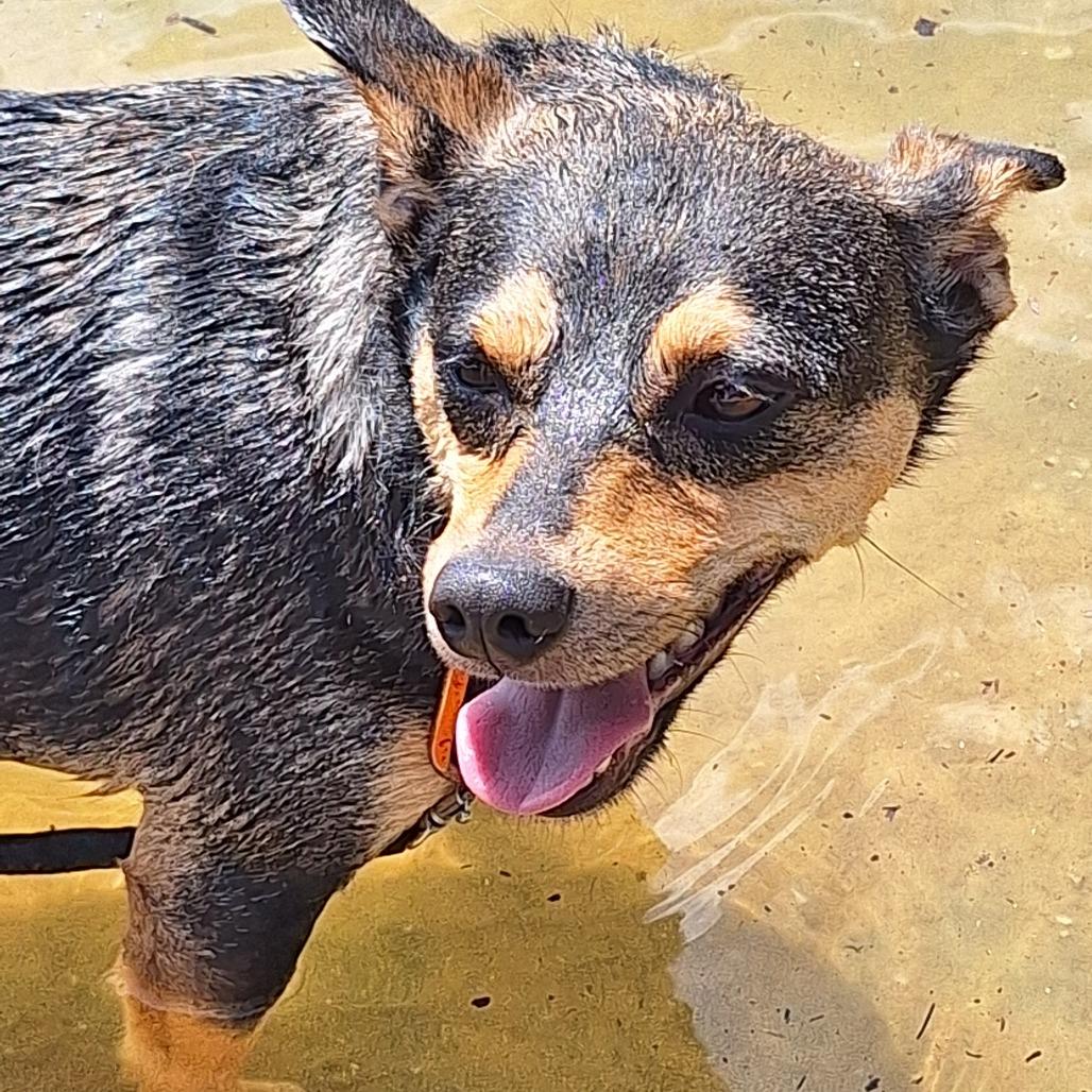 Enlarge Willow, a Adoptable mixed breed in Huntsville, AL image 1/6