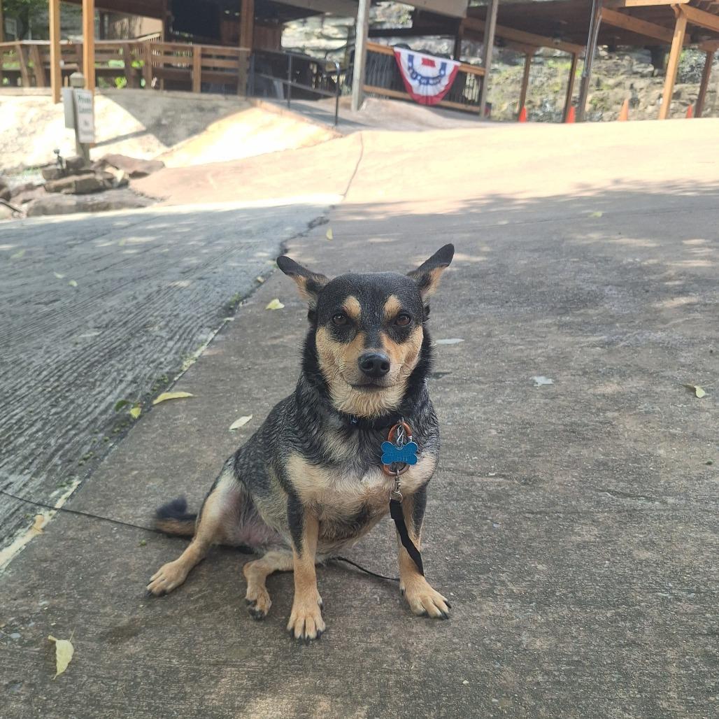 Enlarge Willow, a Adoptable mixed breed in Huntsville, AL image 2/6