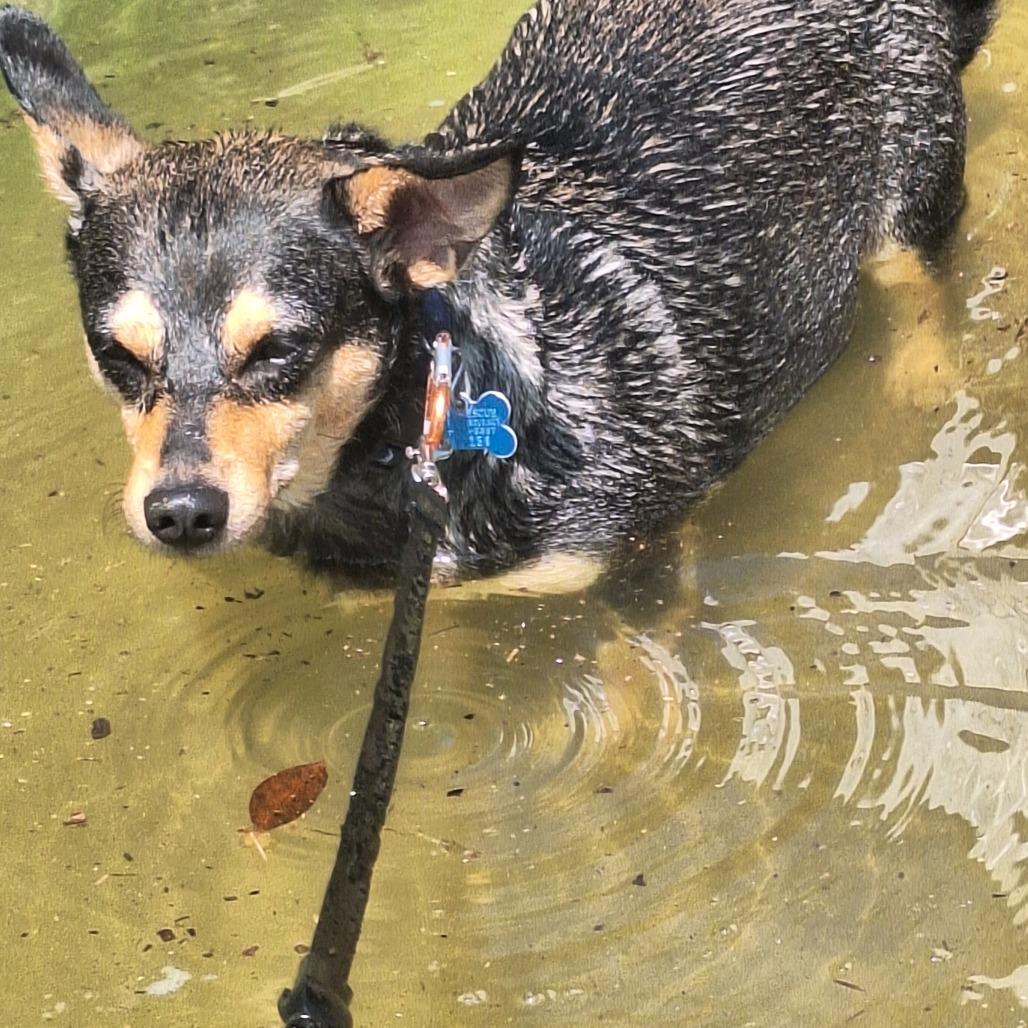 Enlarge Willow, a Adoptable mixed breed in Huntsville, AL image 4/6