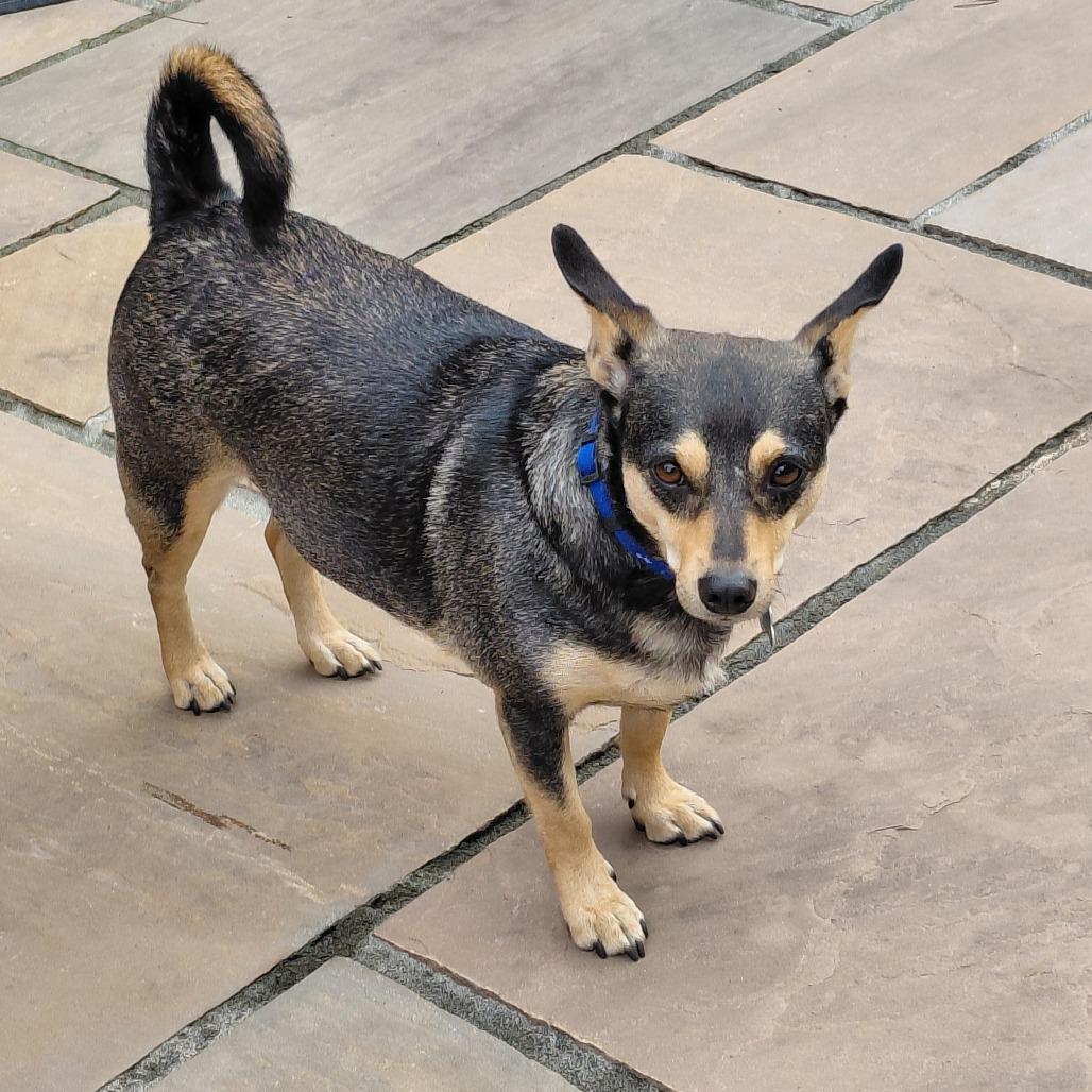 Enlarge Willow, a Adoptable mixed breed in Huntsville, AL image 5/6