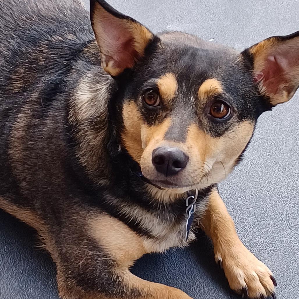 Willow, a Adoptable mixed breed in Huntsville, AL image 2/4