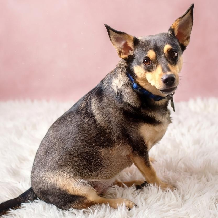 Willow, a Adoptable mixed breed in Huntsville, AL image 3/4