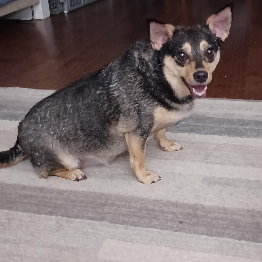 Willow, a Adoptable mixed breed in Huntsville, AL image 4/4