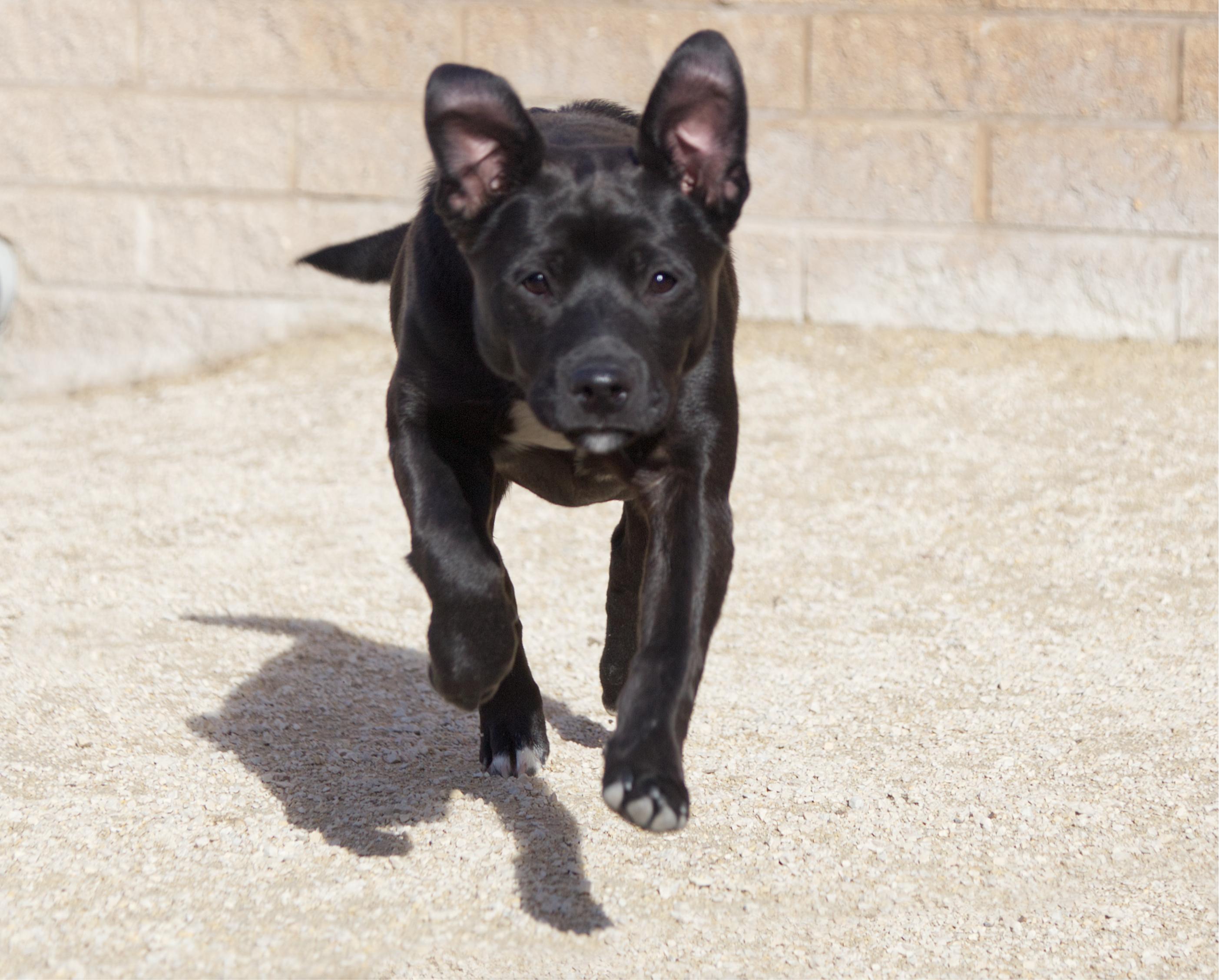 Squish, an adoptable Labrador Retriever in Winnipeg, MB, R3E 3N8 | Photo Image 3