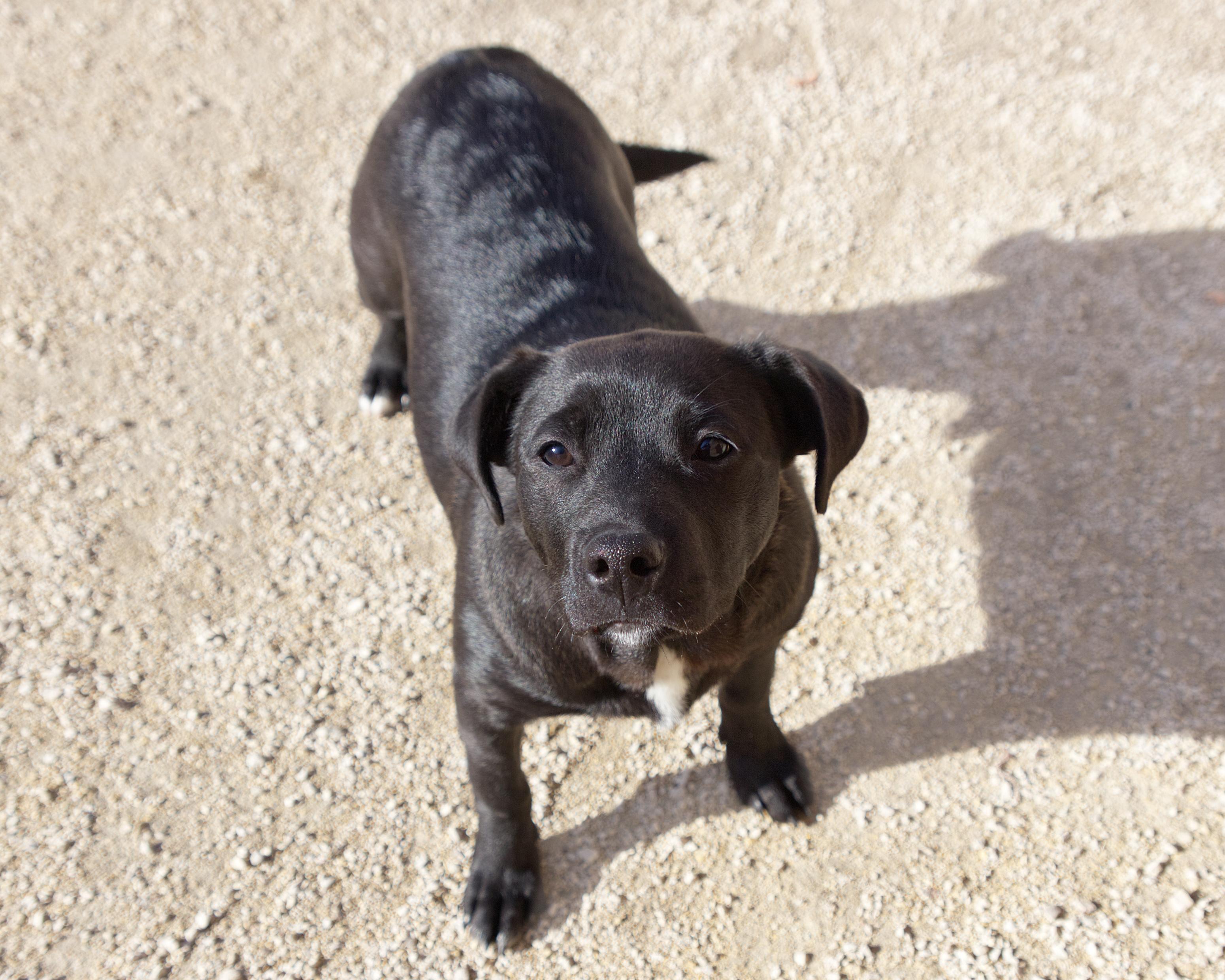 Squish, an adoptable Labrador Retriever in Winnipeg, MB, R3E 3N8 | Photo Image 2