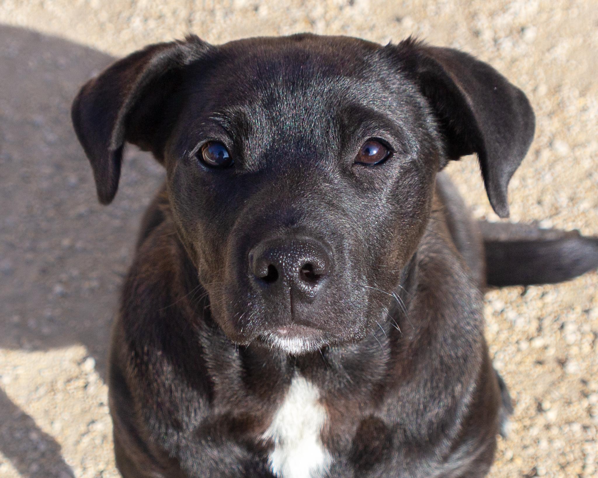 Squish, an adoptable Labrador Retriever in Winnipeg, MB, R3E 3N8 | Photo Image 1