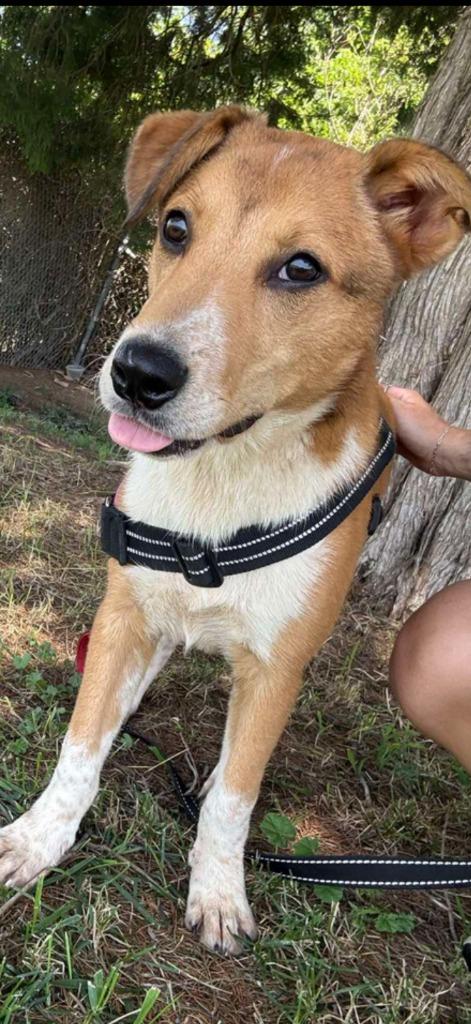 Enlarge Peanut butter, a Adoptable mixed breed in Centralia, IL image 1/1