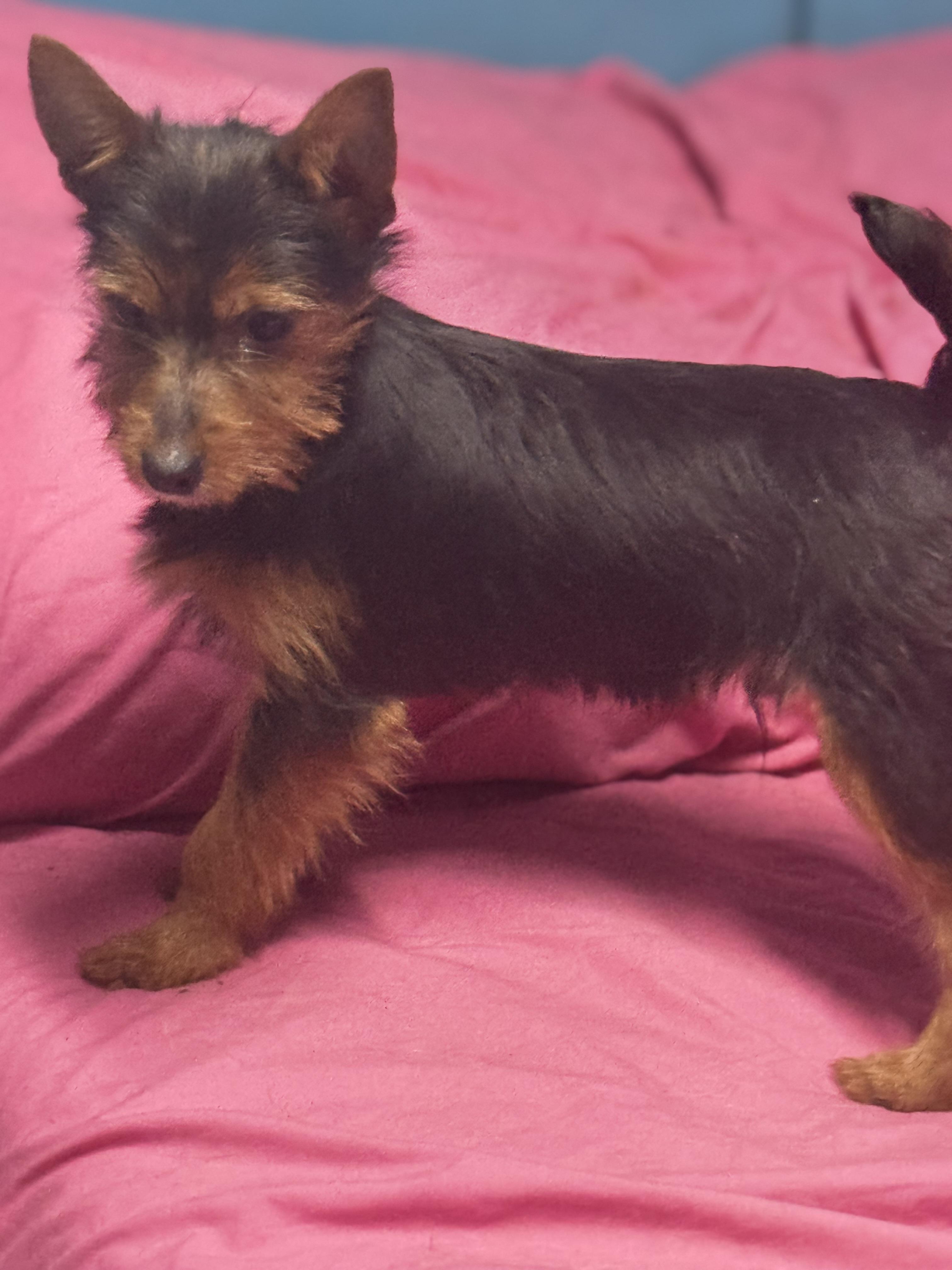 Winston , ADOPTABLE, Puppy Male Yorkshire Terrier.