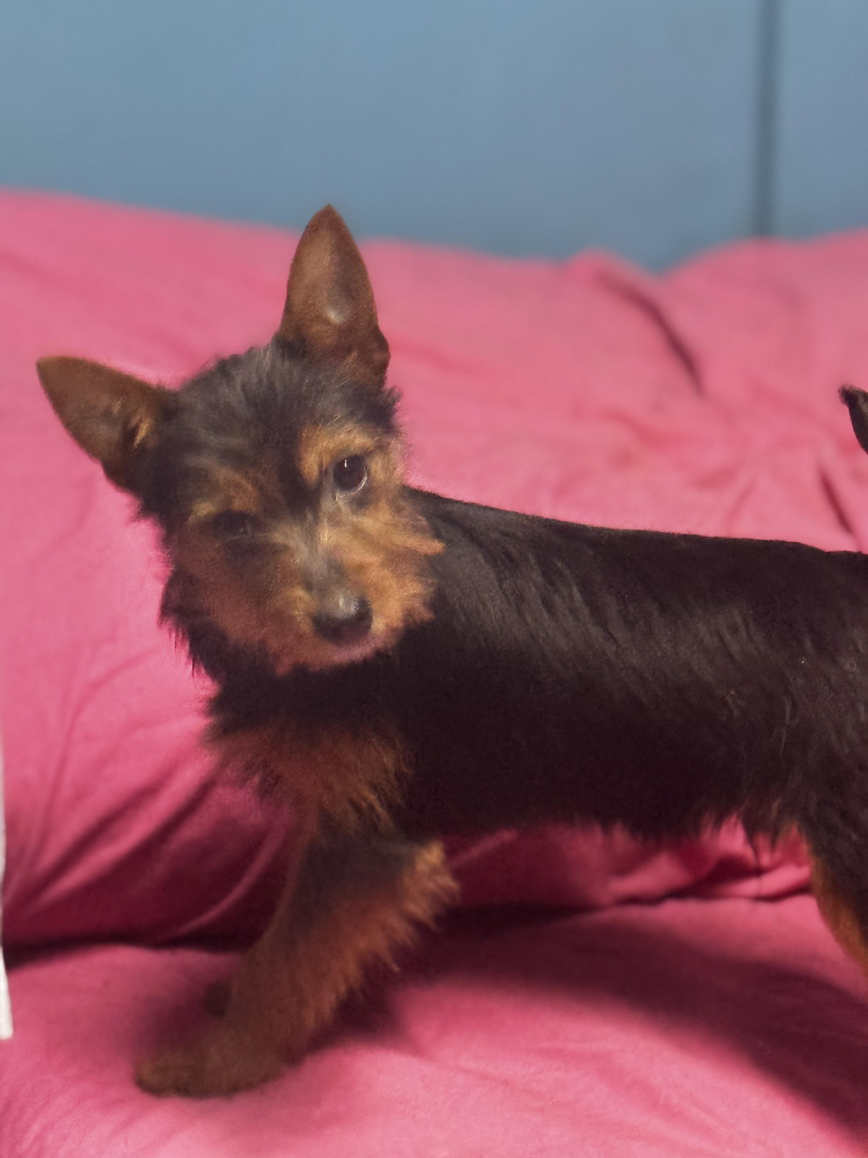 Enlarge Winston , a ADOPTABLE Yorkshire Terrier in Chesterfield, MO image 2/3