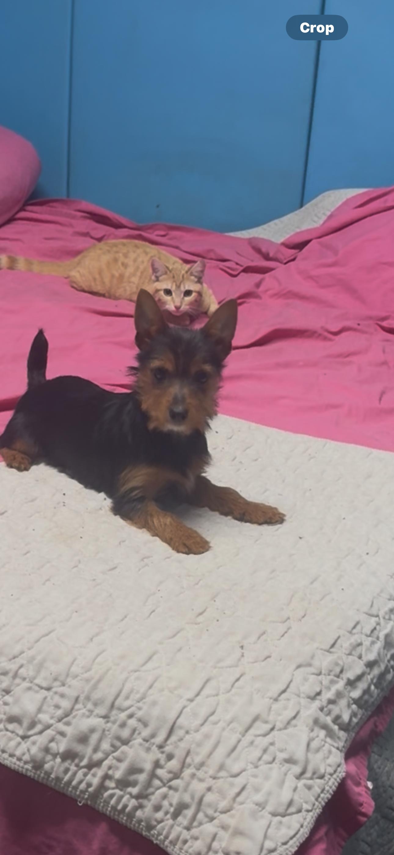 Enlarge Winston , a ADOPTABLE Yorkshire Terrier in Chesterfield, MO image 3/3