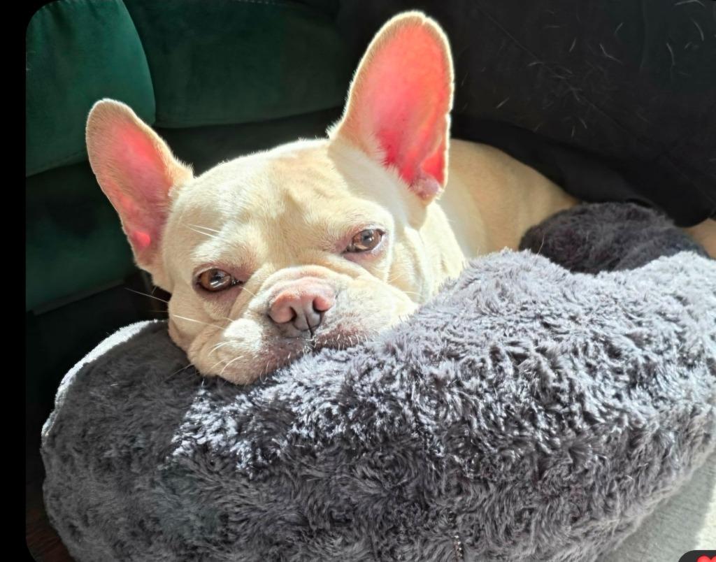 Enlarge Brie, a Adoptable French Bulldog in Toronto, ON image 1/6