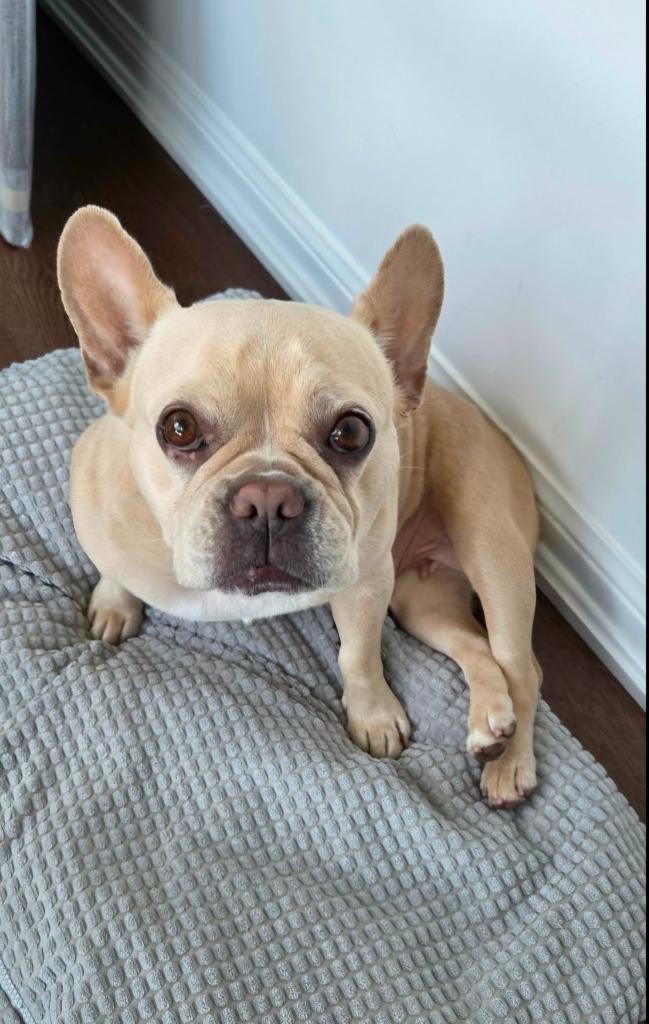 Enlarge Brie, a Adoptable French Bulldog in Toronto, ON image 2/6