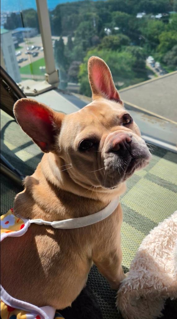 Enlarge Brie, a Adoptable French Bulldog in Toronto, ON image 3/6