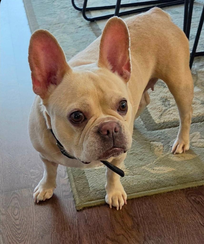 Enlarge Brie, a Adoptable French Bulldog in Toronto, ON image 4/6