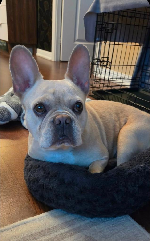 Enlarge Brie, a Adoptable French Bulldog in Toronto, ON image 5/6
