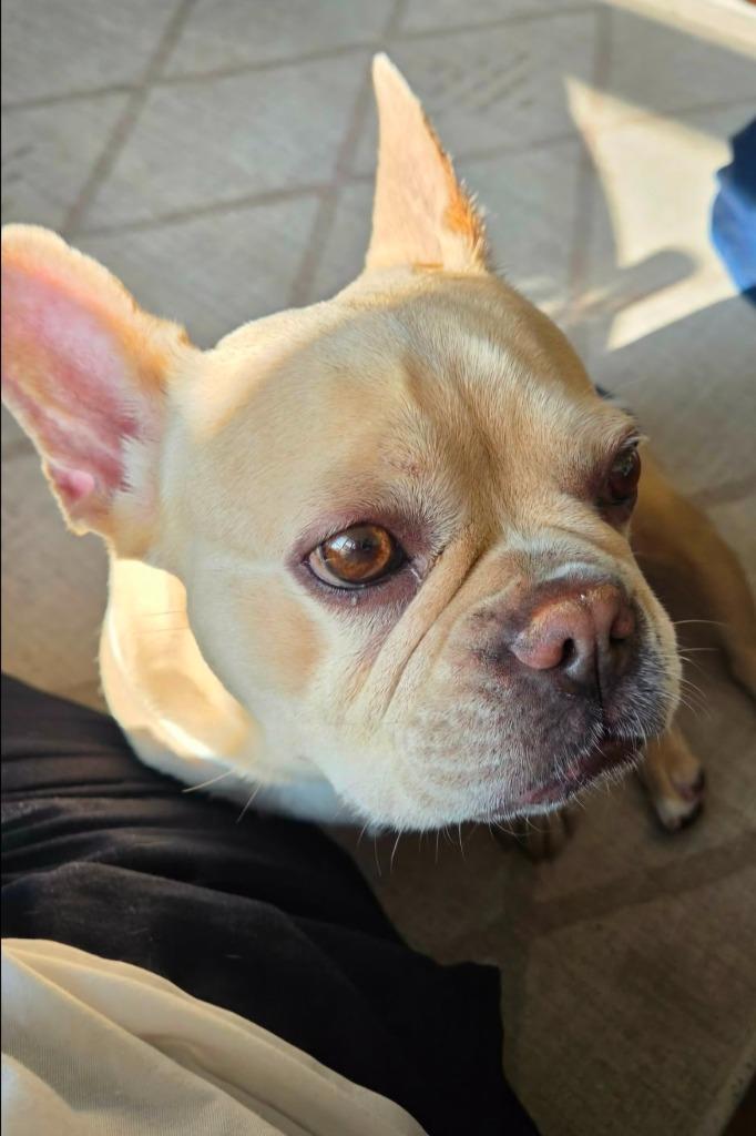 Enlarge Brie, a Adoptable French Bulldog in Toronto, ON image 6/6
