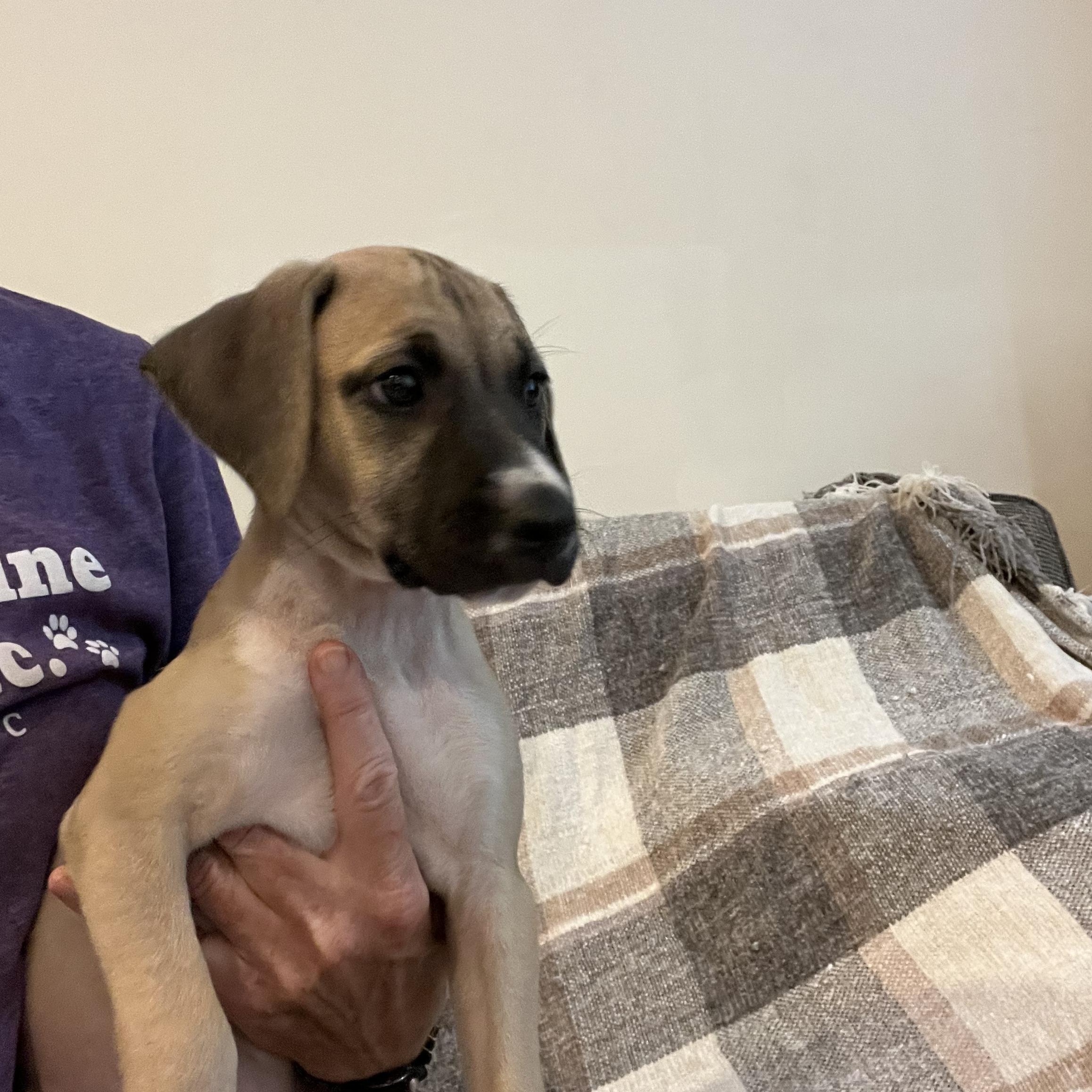 Dorito (Chips Litter)