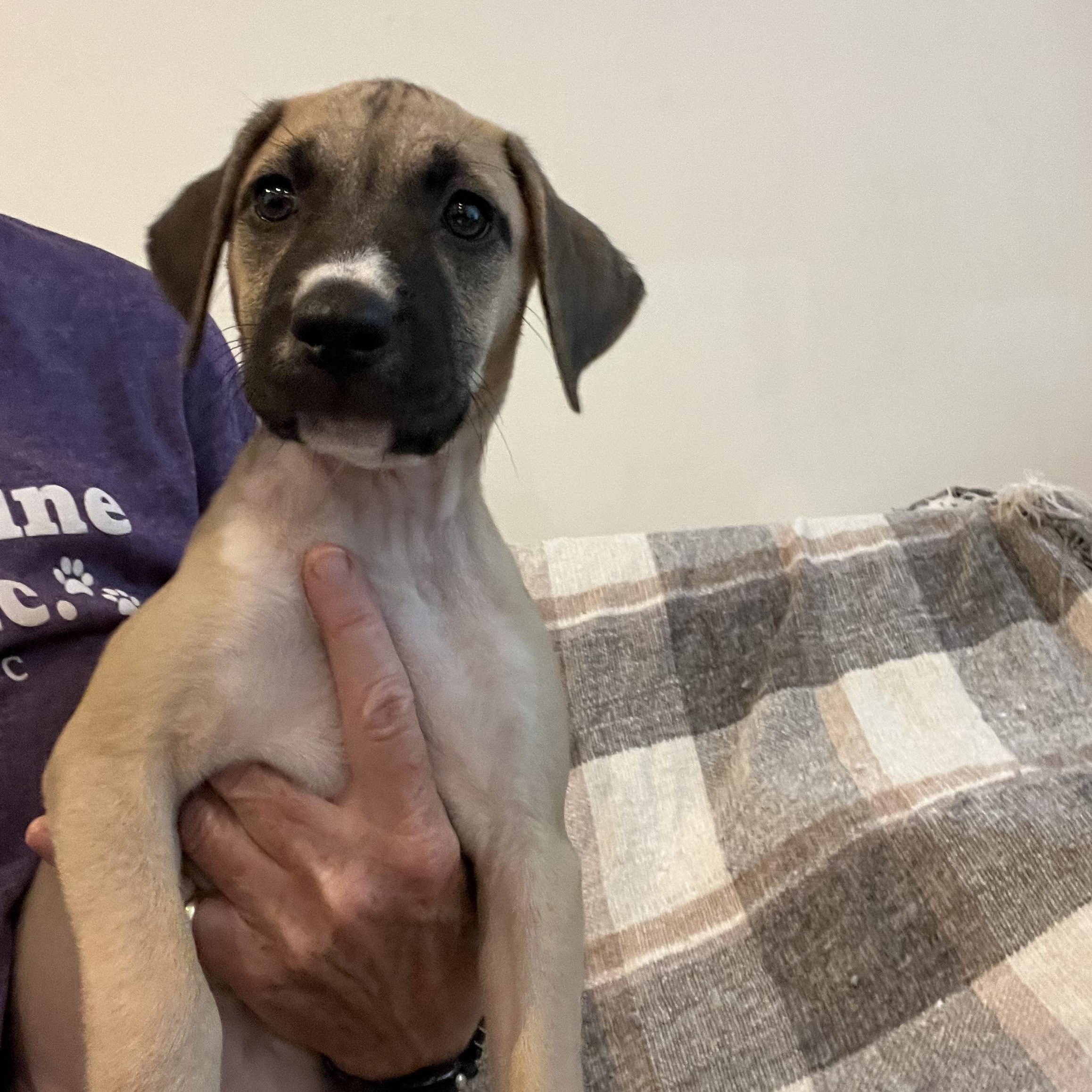 Dorito (Chips Litter)