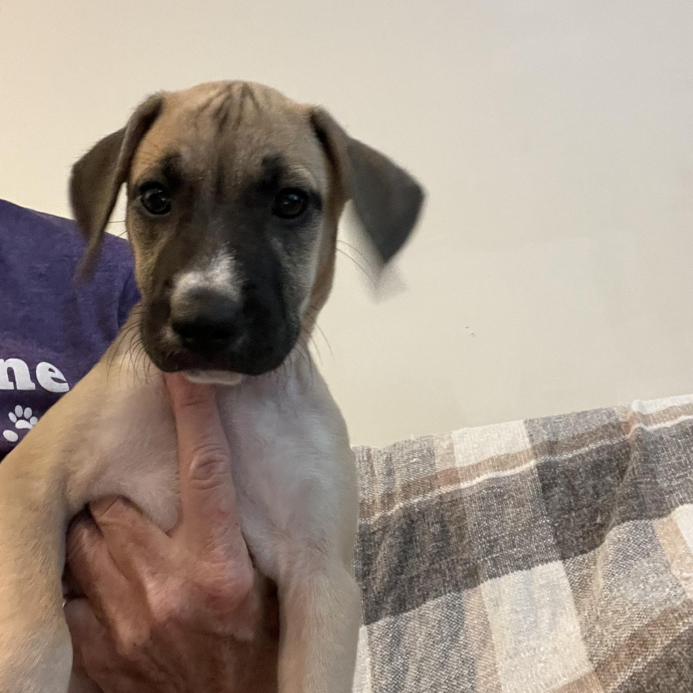 Dorito (Chips Litter)