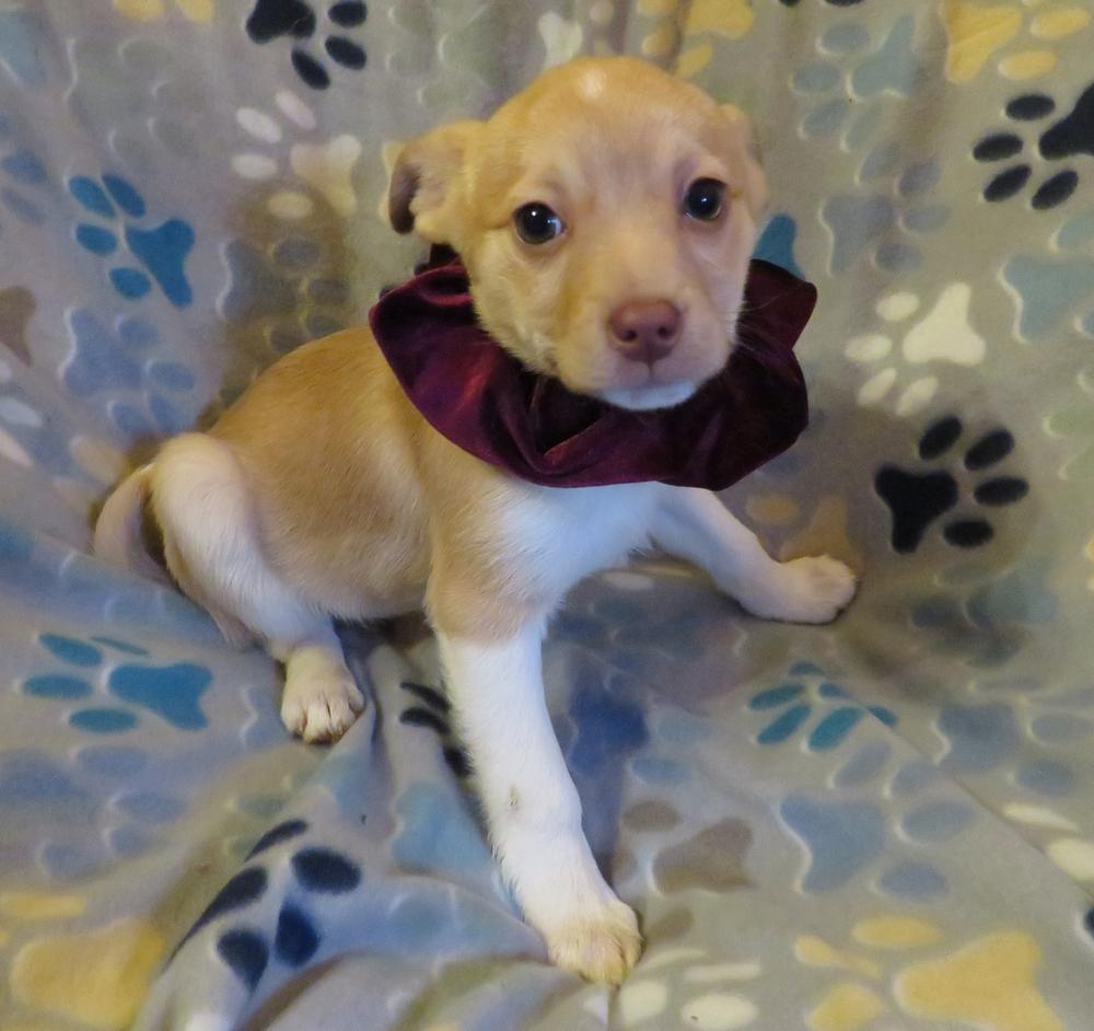 Enlarge Winter, a Adoptable mixed breed in Crown Point, IN image 5/6