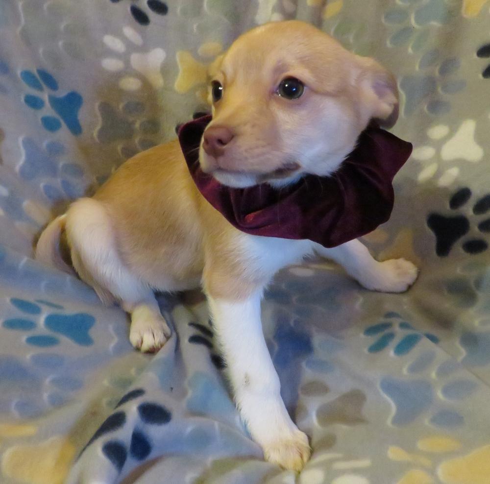 Enlarge Winter, a Adoptable mixed breed in Crown Point, IN image 6/6