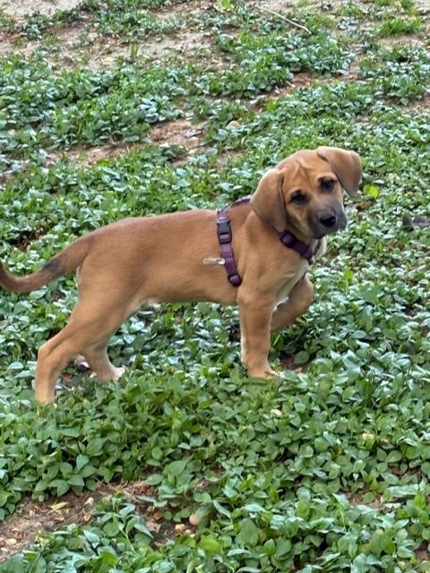 Enlarge Milli #0112, an adopted mixed breed in Waldorf, MD image 1/2