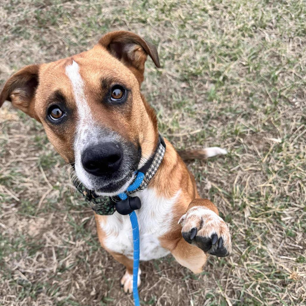 Enlarge Taz, a Adoptable mixed breed in Spring Hill, KS image 1/3