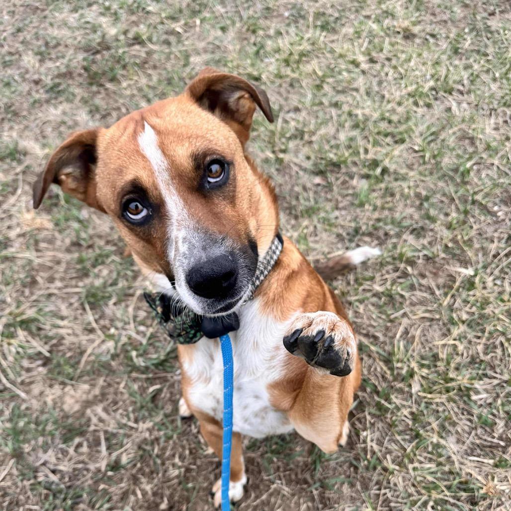 Enlarge Taz, a Adoptable mixed breed in Spring Hill, KS image 2/3