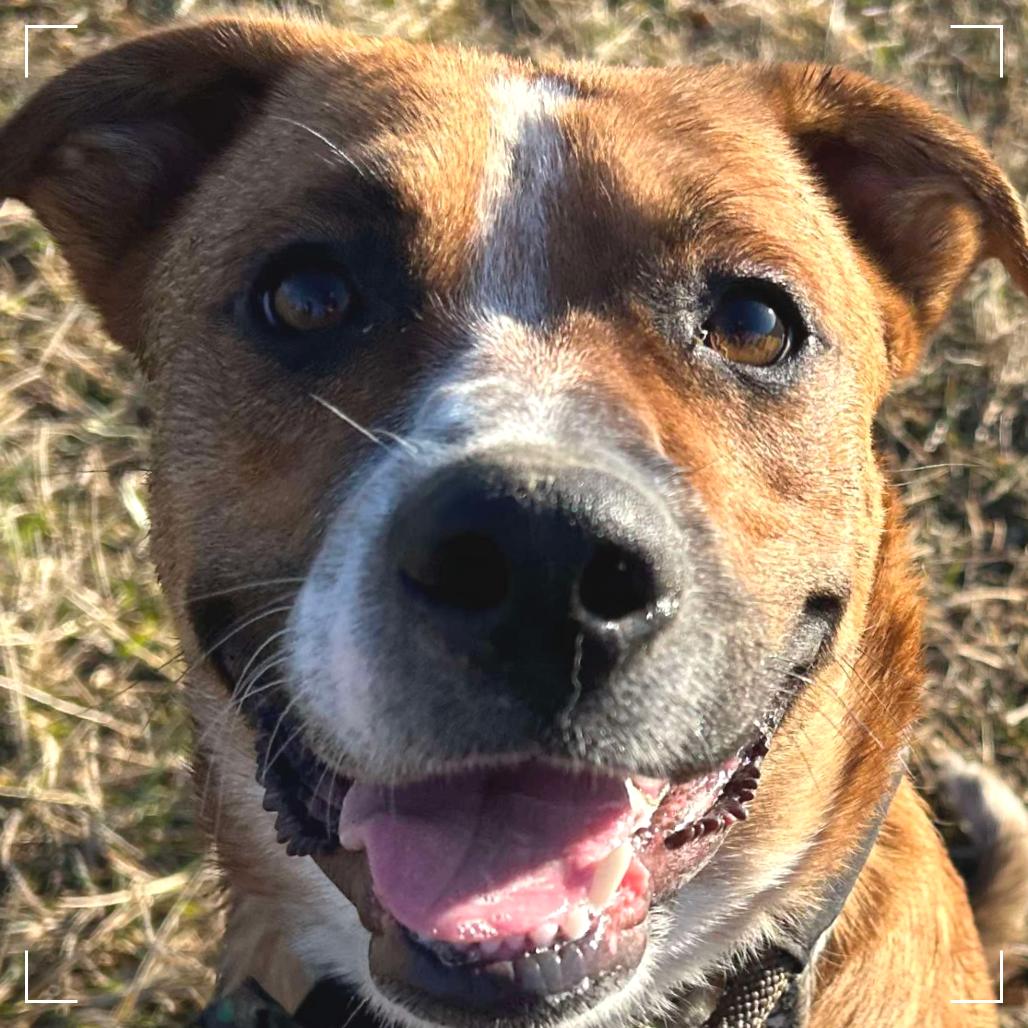 Enlarge Taz, a Adoptable mixed breed in Spring Hill, KS image 3/3
