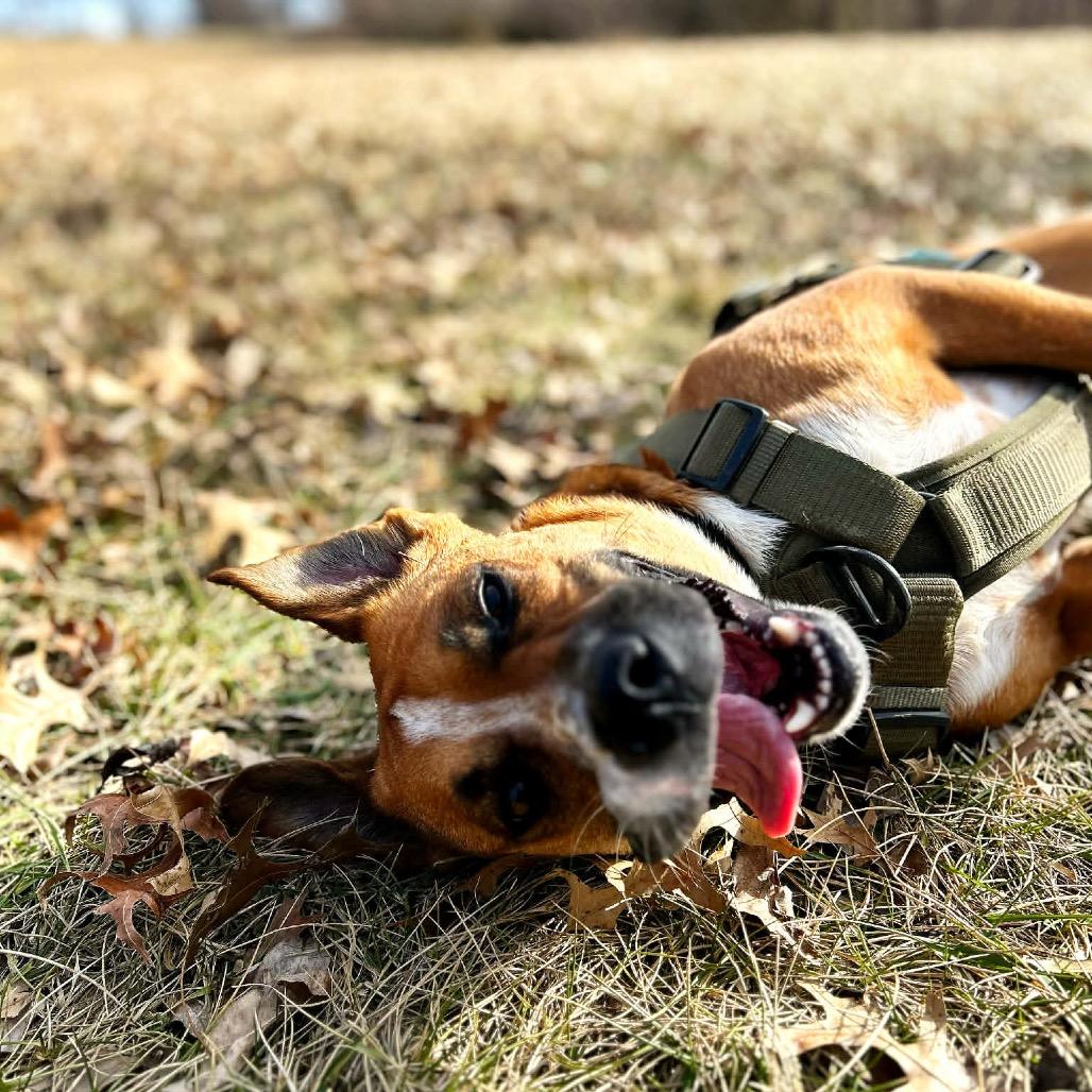Enlarge Taz, a Adoptable mixed breed in Spring Hill, KS image 3/6