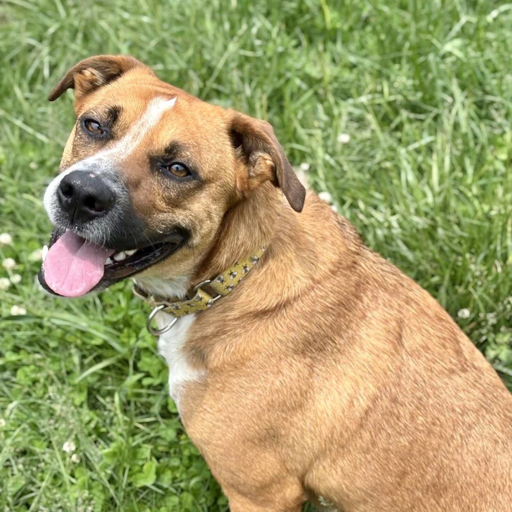Taz, a Adoptable mixed breed in Spring Hill, KS image 4/6