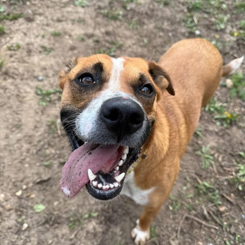 Enlarge Taz, a Adoptable mixed breed in Spring Hill, KS image 4/6